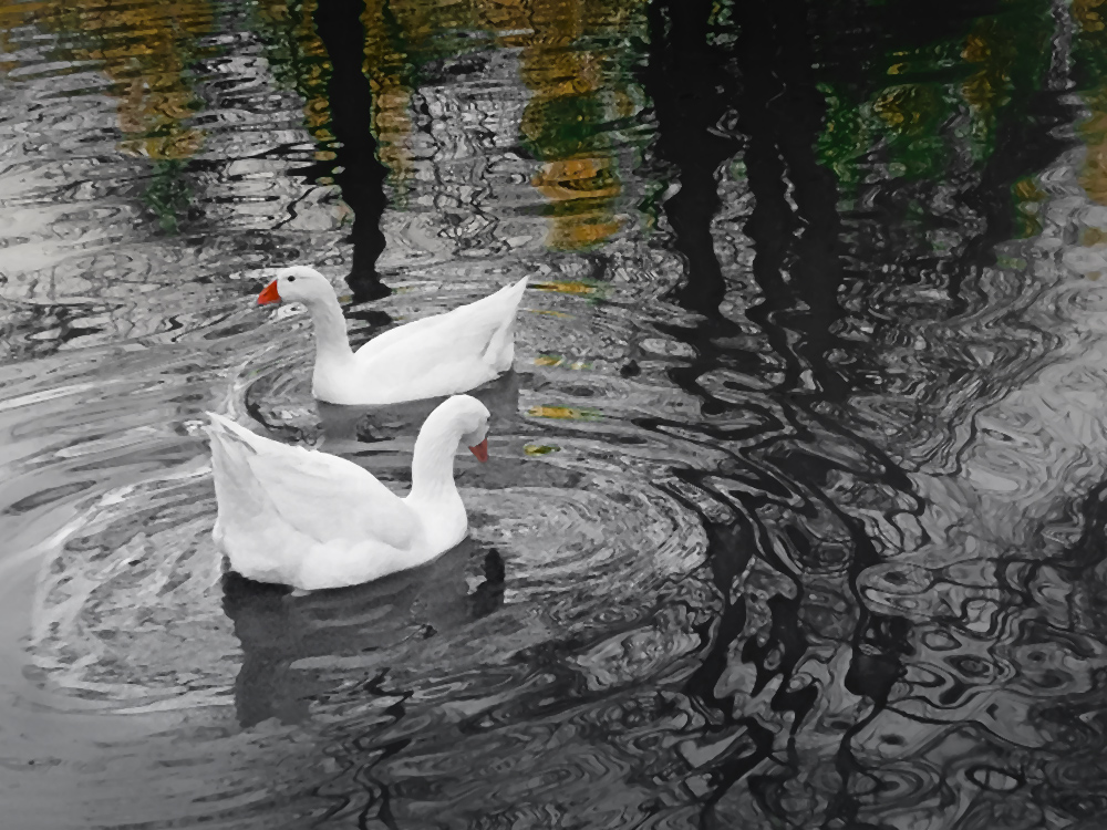 Romantico corteggiamento