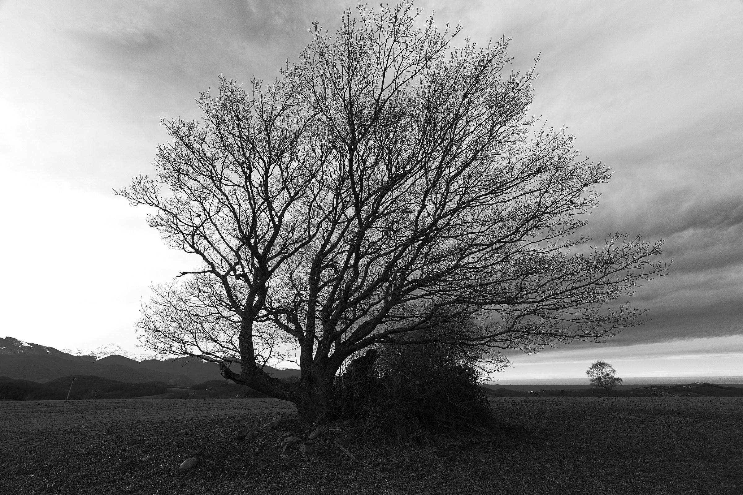 Personne sous l'arbre