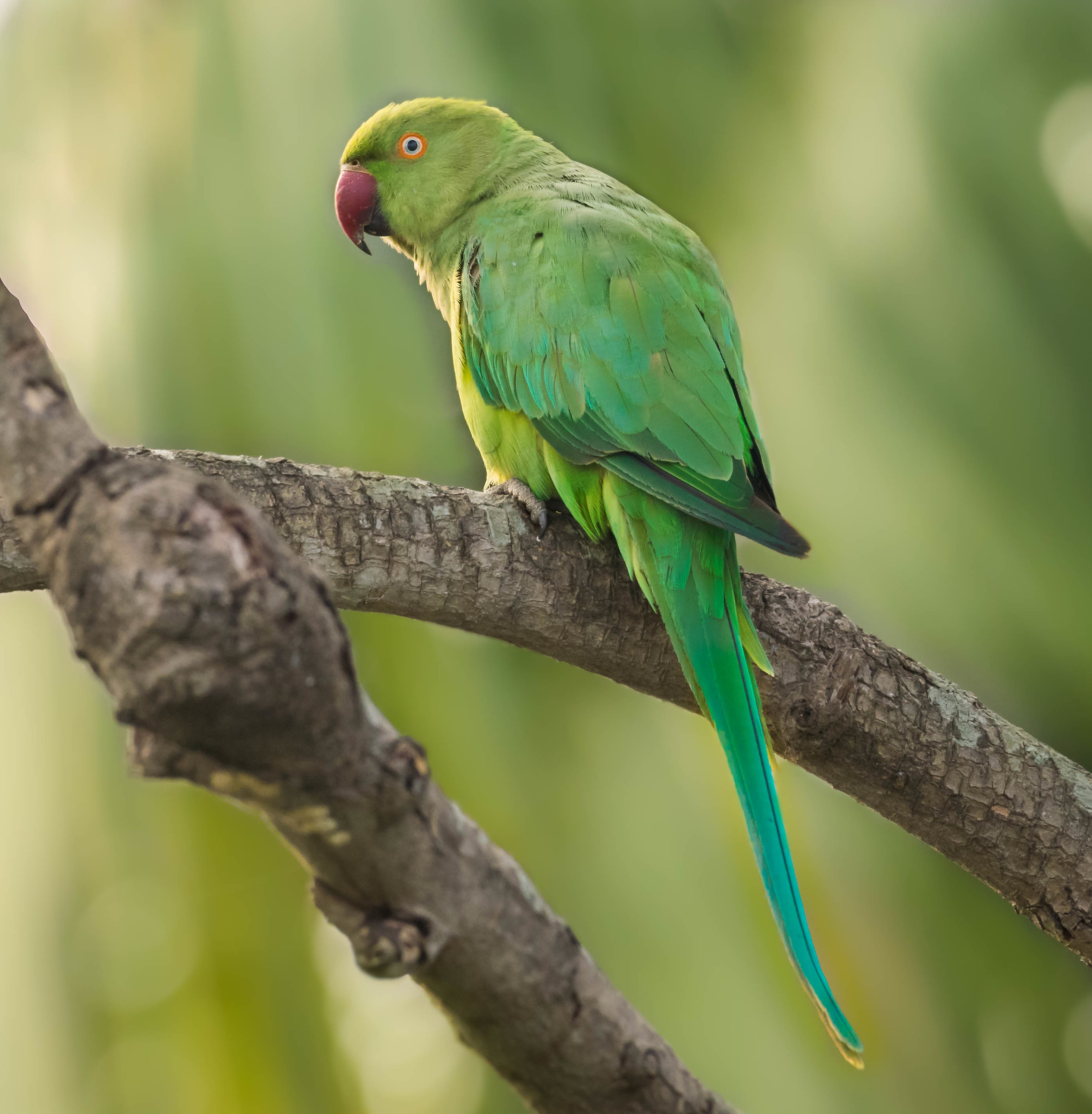 Blue winged parakeet