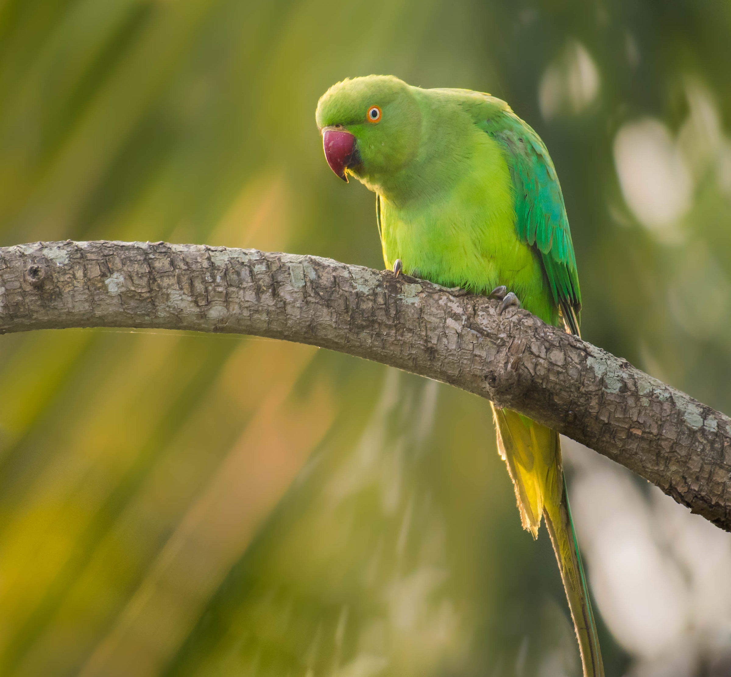 Blue winged parakeet