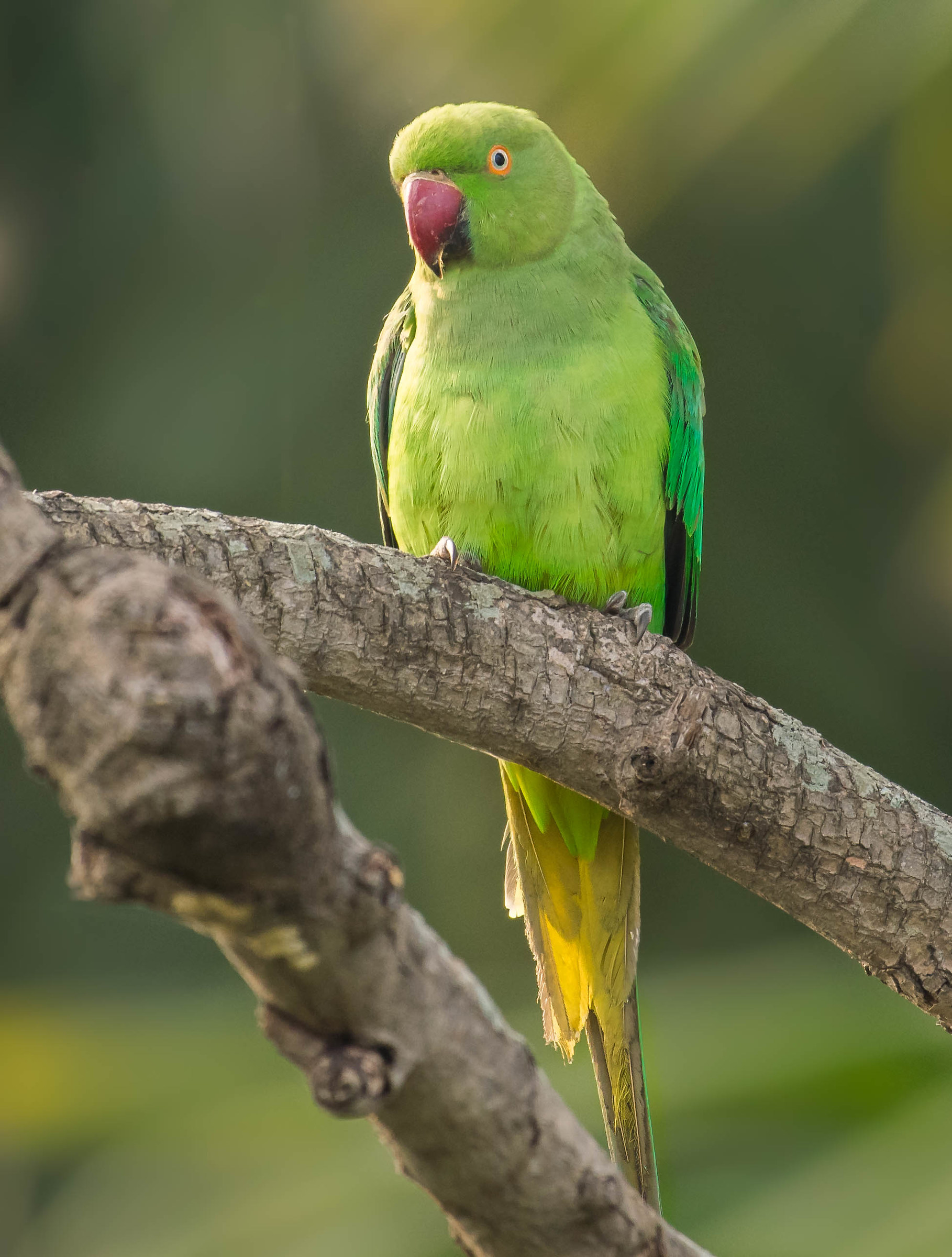 Blue winged parakeet