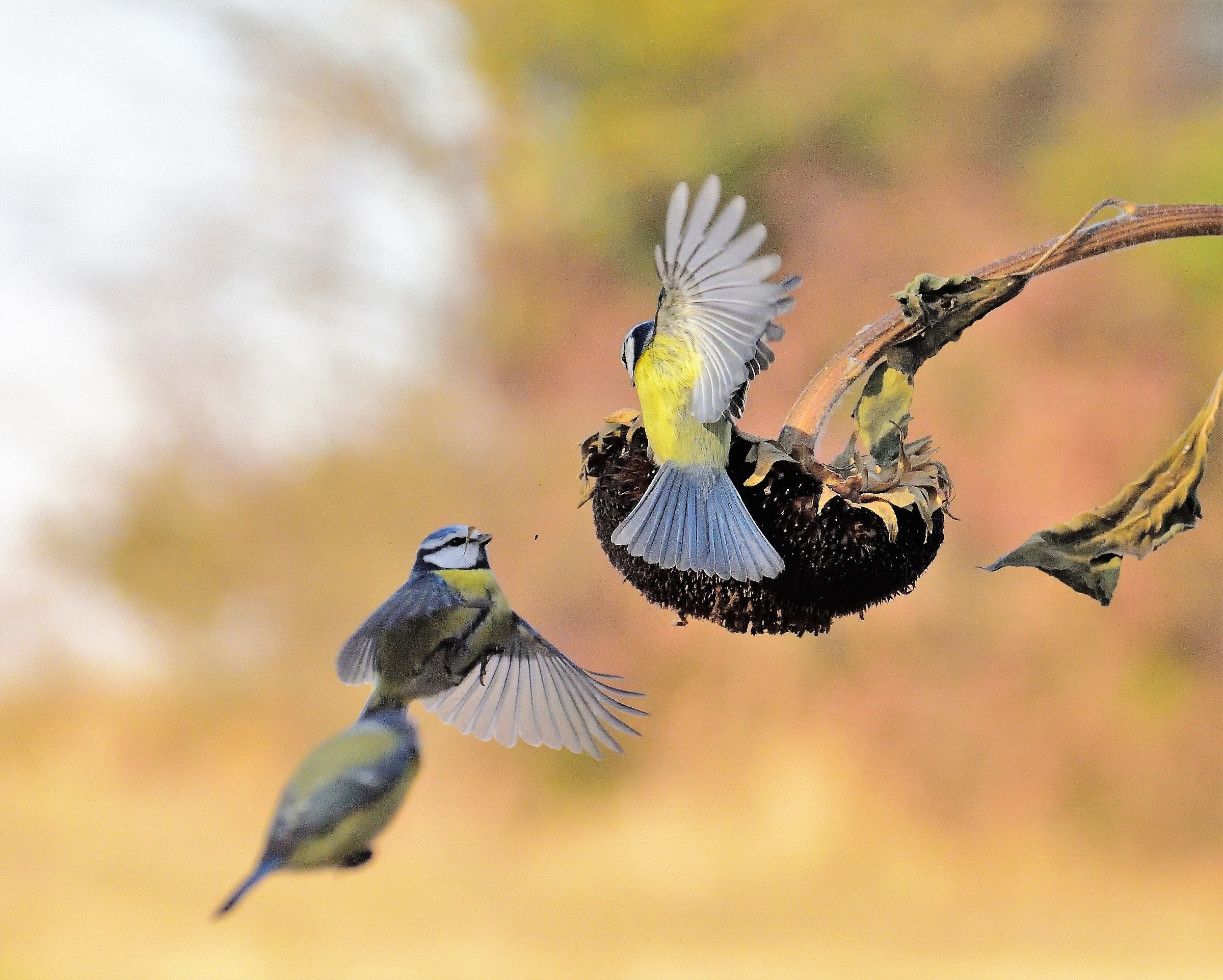 the charge of the blue tits