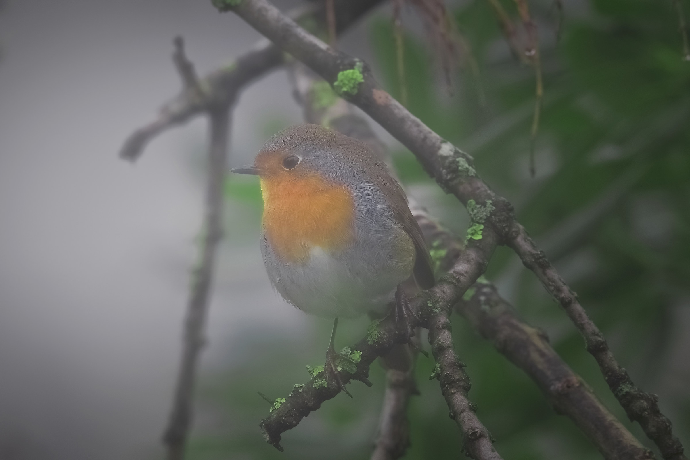 Pettirosso nella nebbia