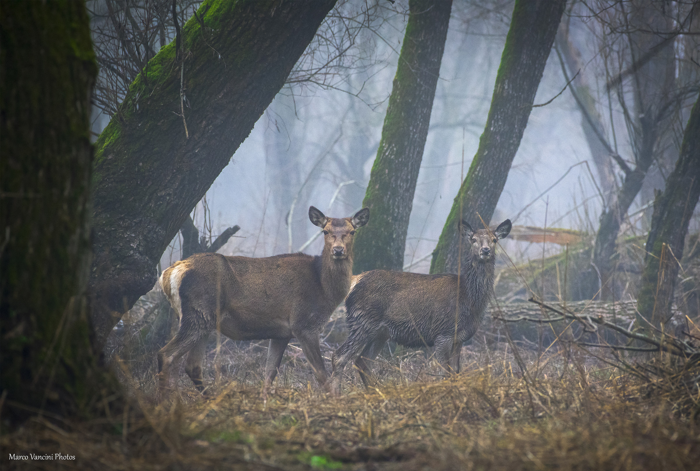 in the realm of deer