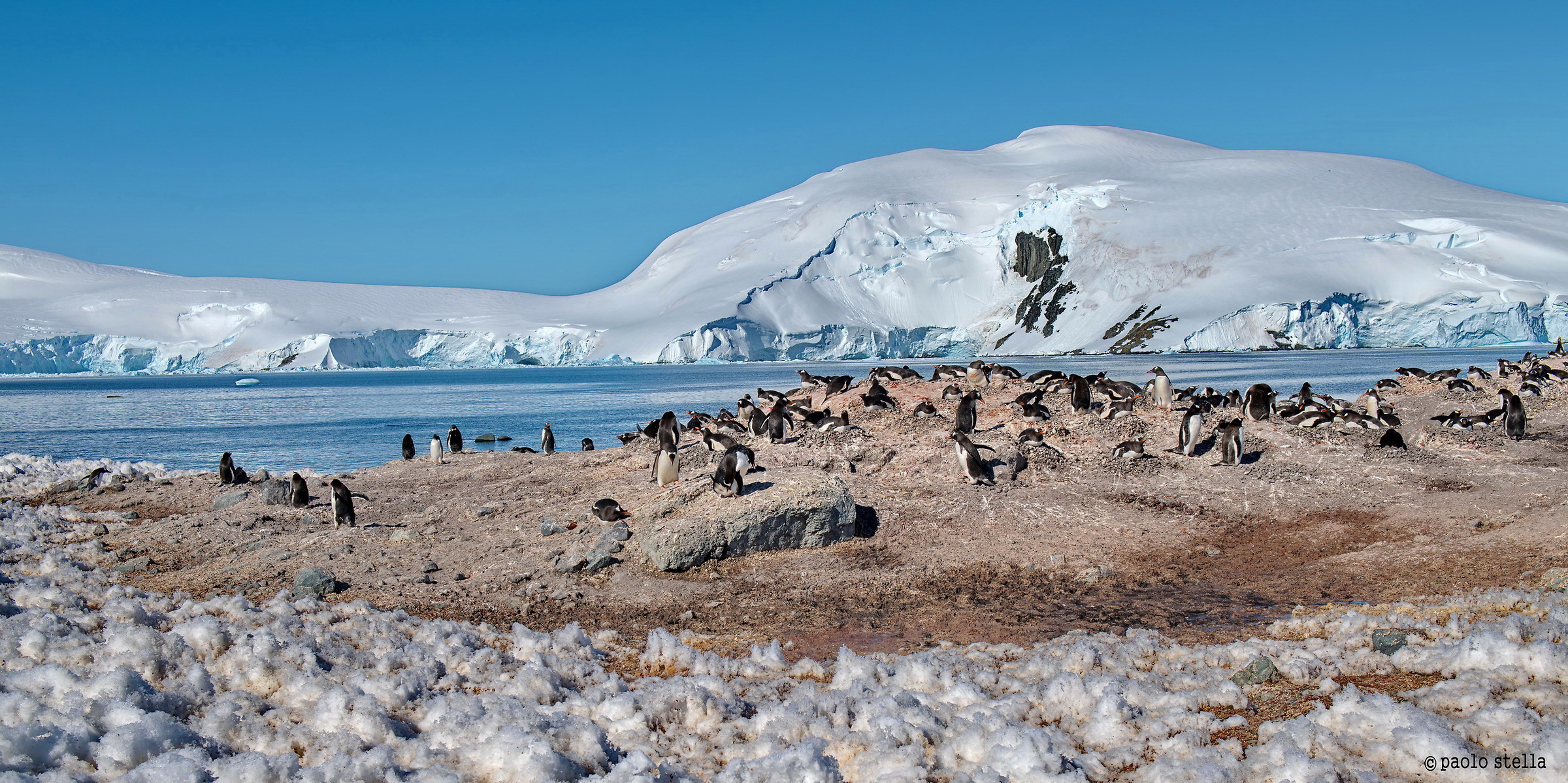 gentoo penguin nesting