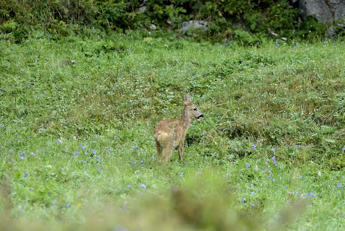capriolo