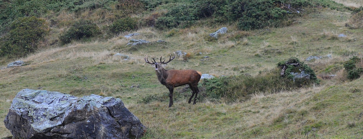 bramito