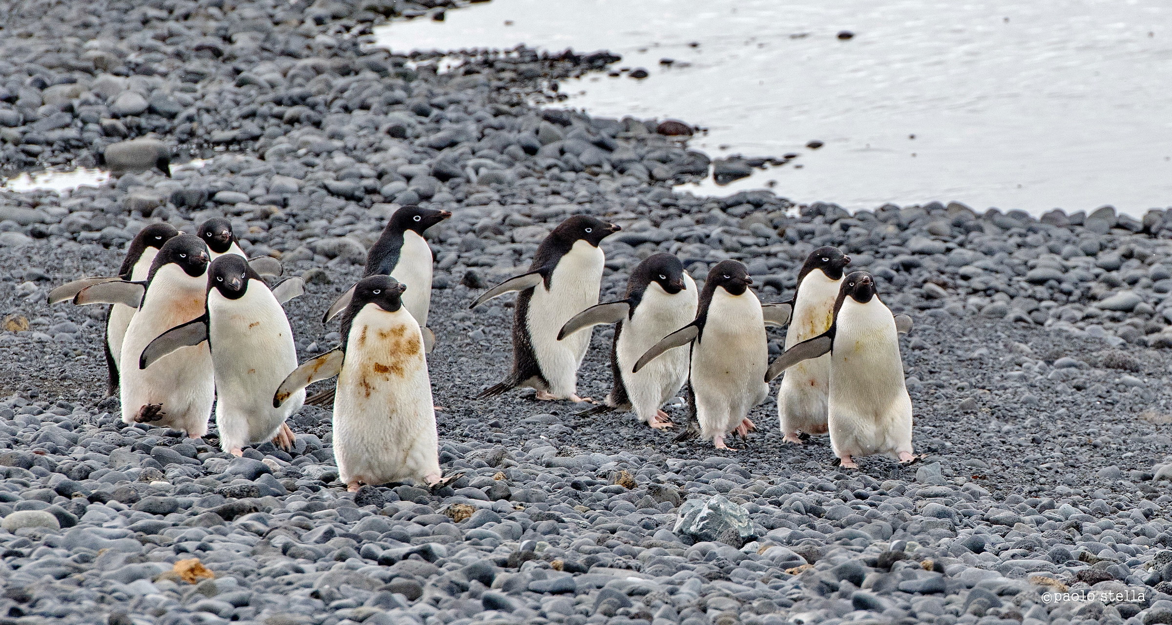 Adélie penguin