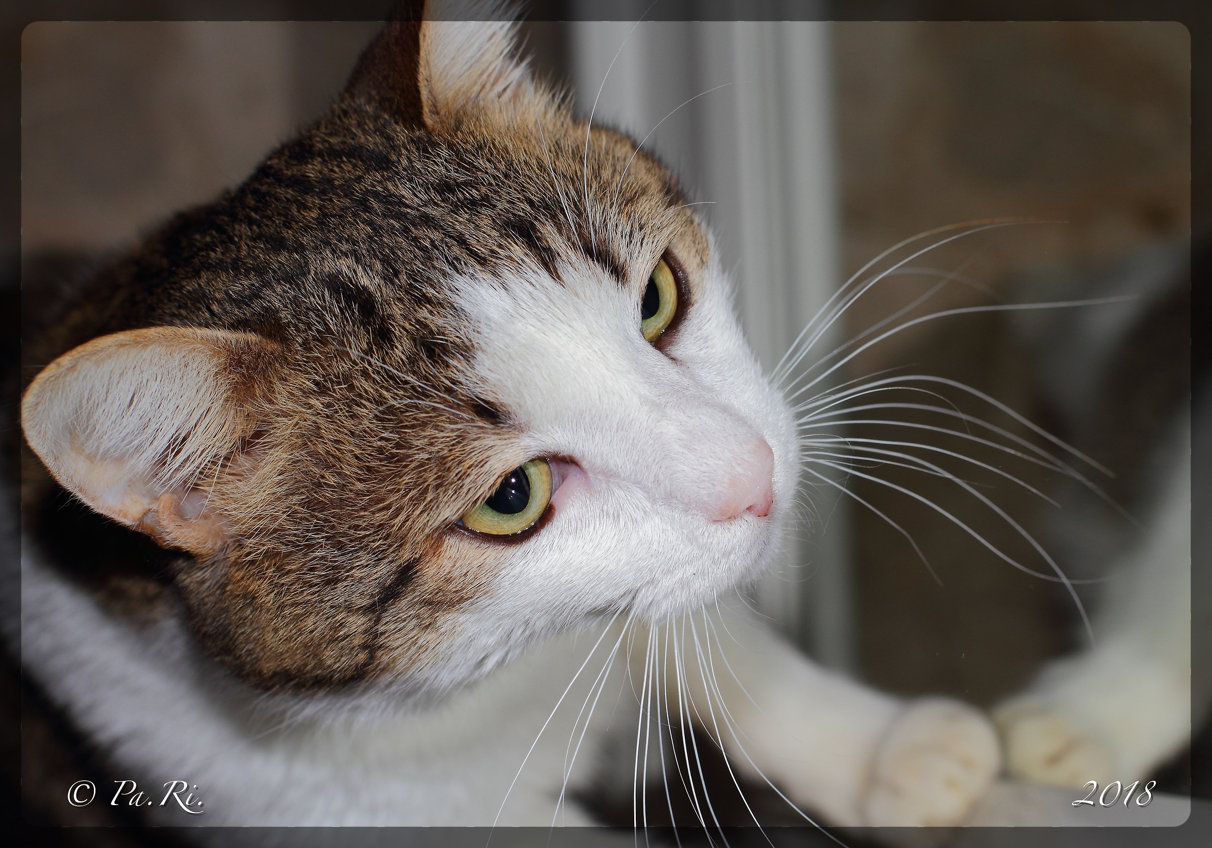 I also follow you from the mirror.