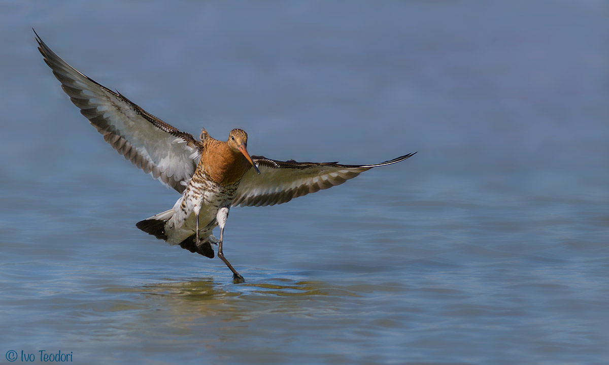 Real Godwit.