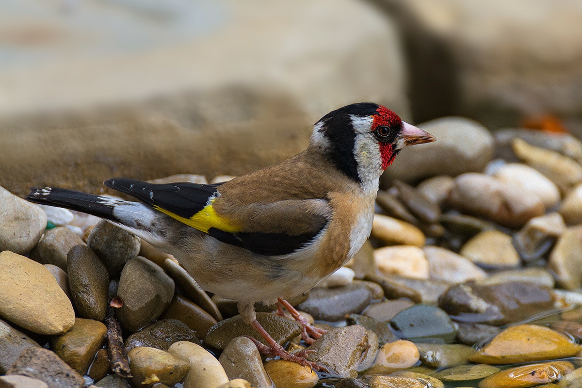 cardellino casereccio