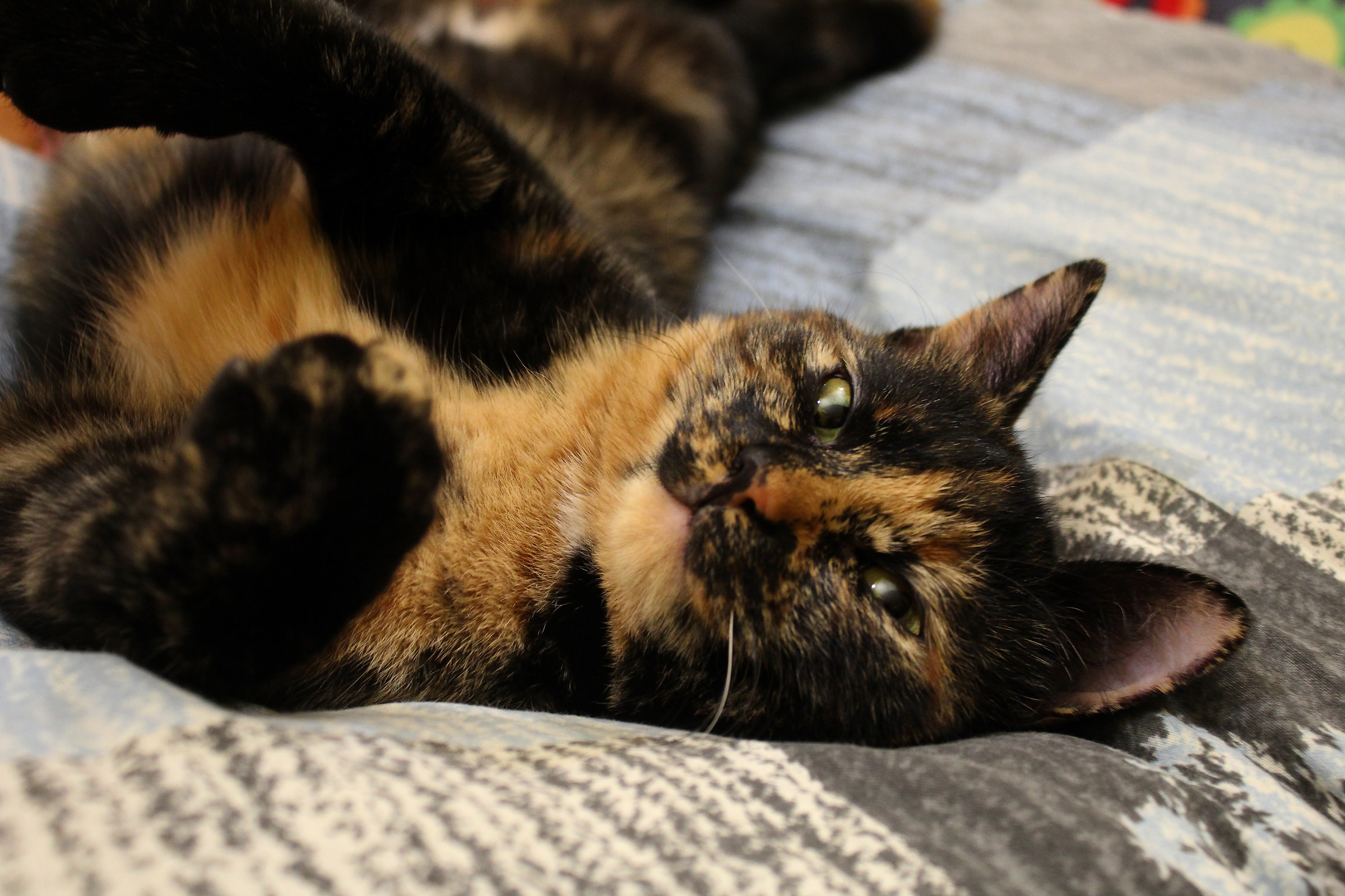 Mi chiamano " la Gigia "