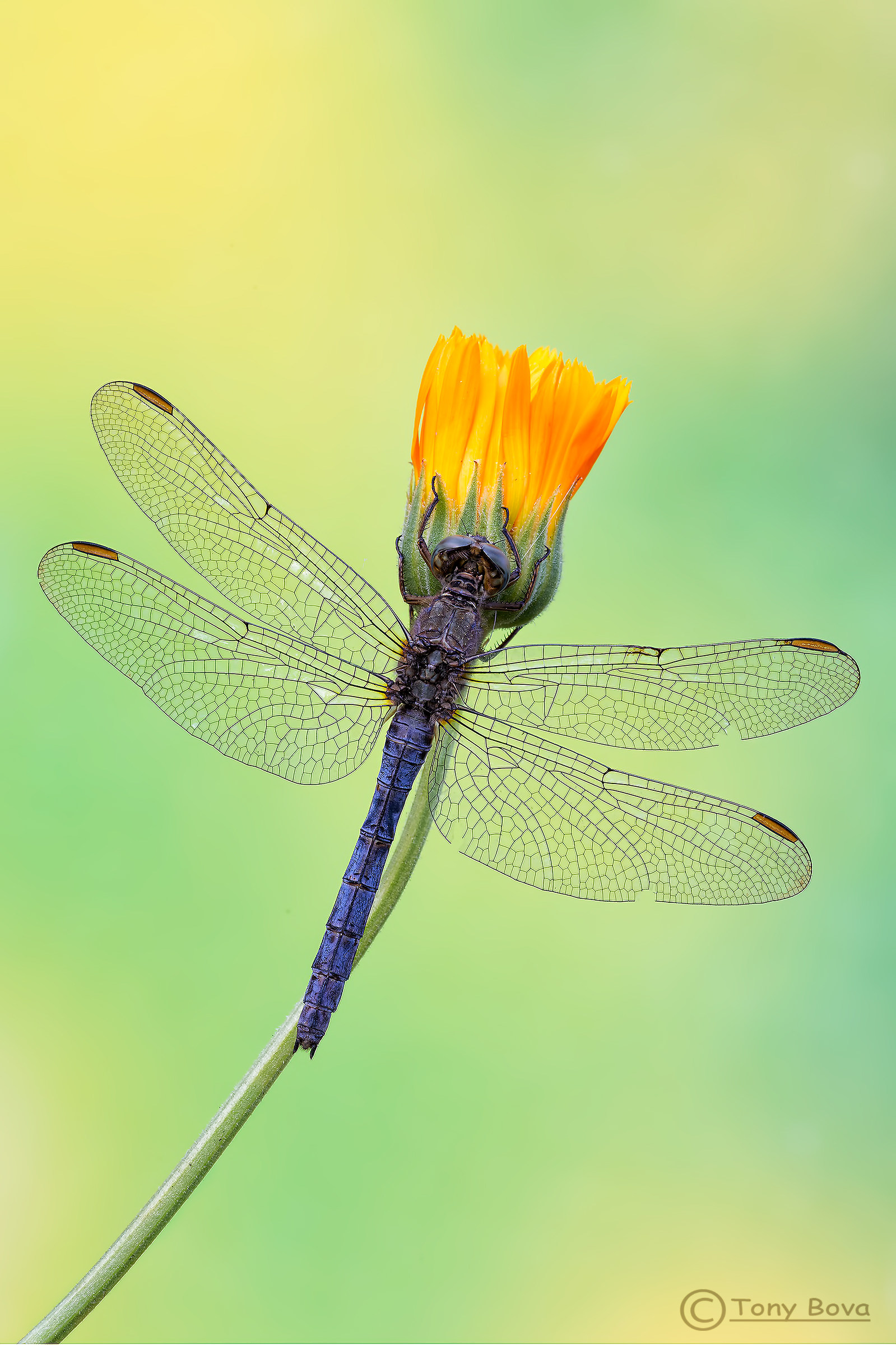 Dragonfly ...