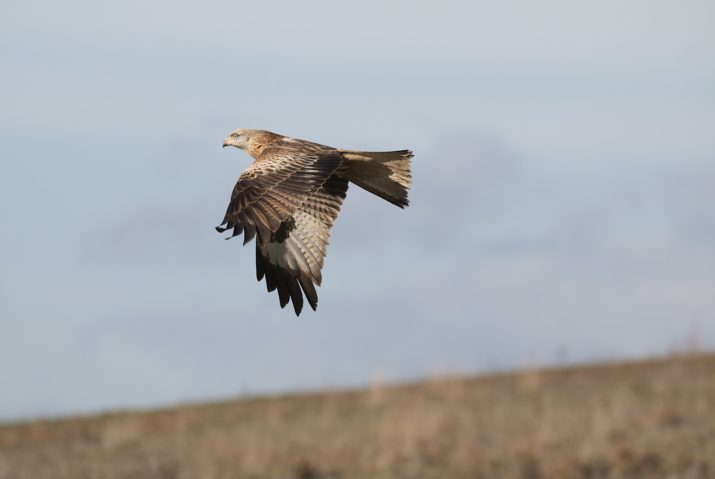 red kite