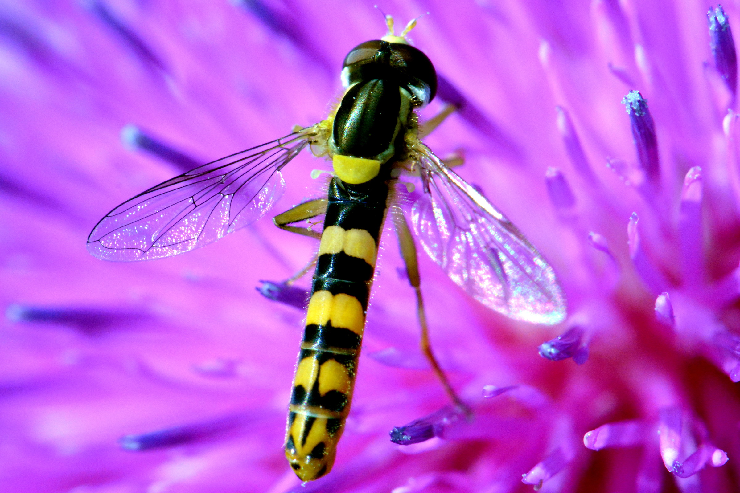 i colori della natura