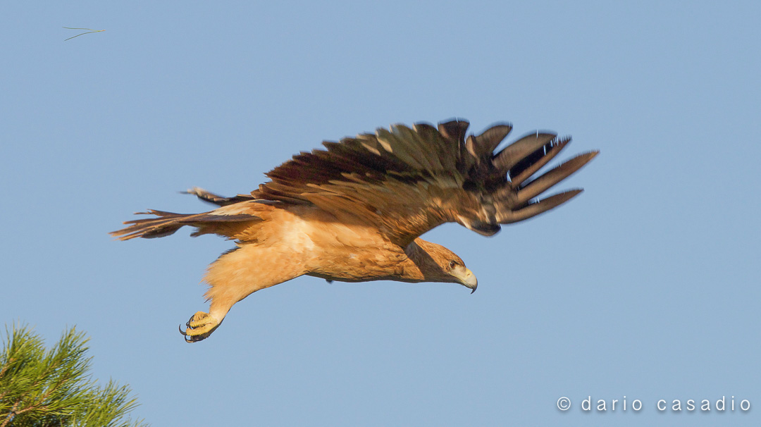 Imperial Eagle Spain