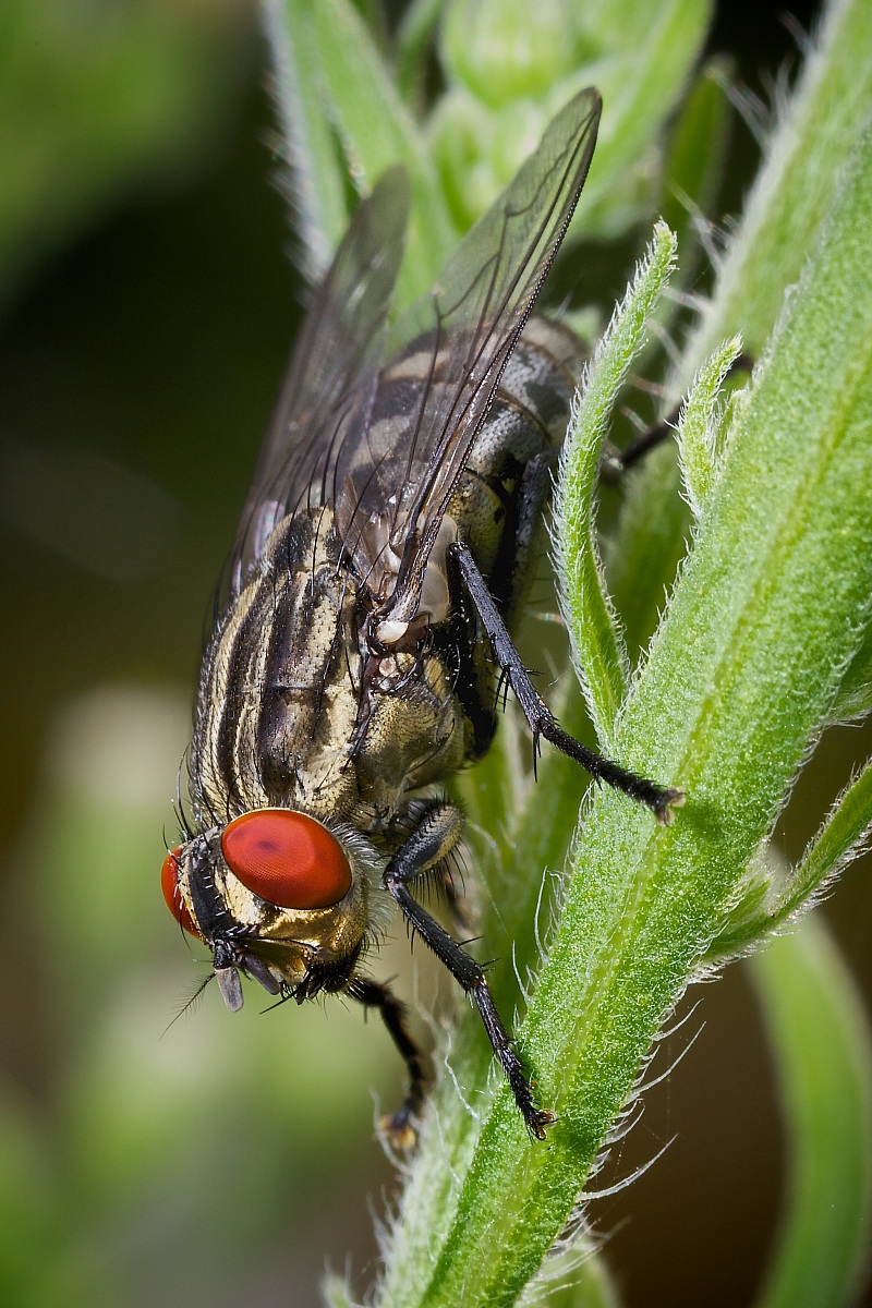 Just a little big bluebottle