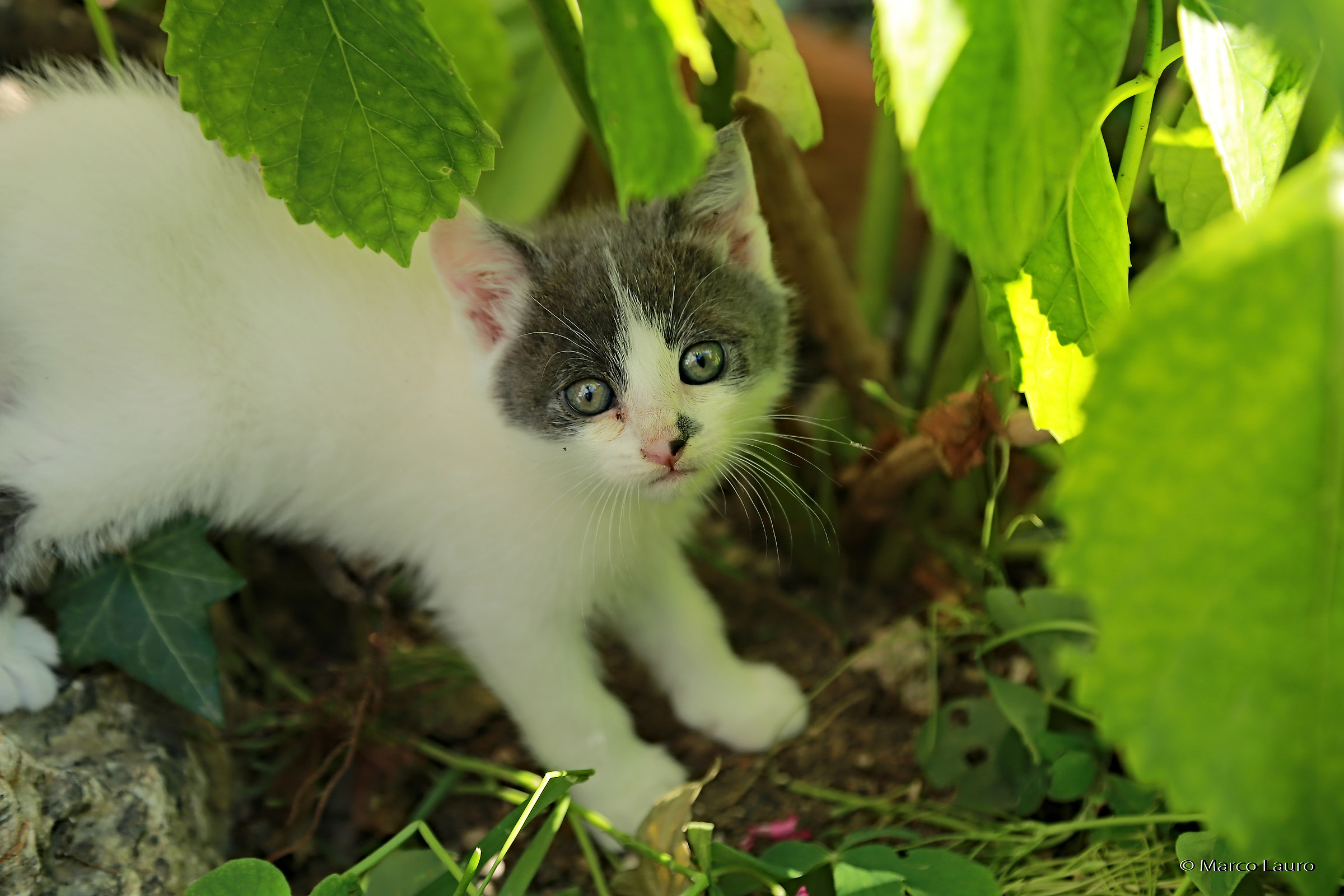 Surrounded by greenery