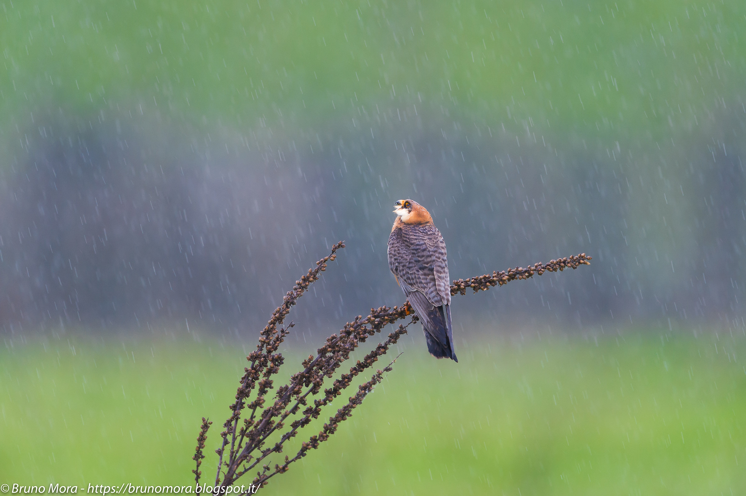 "Will it stop raining?"