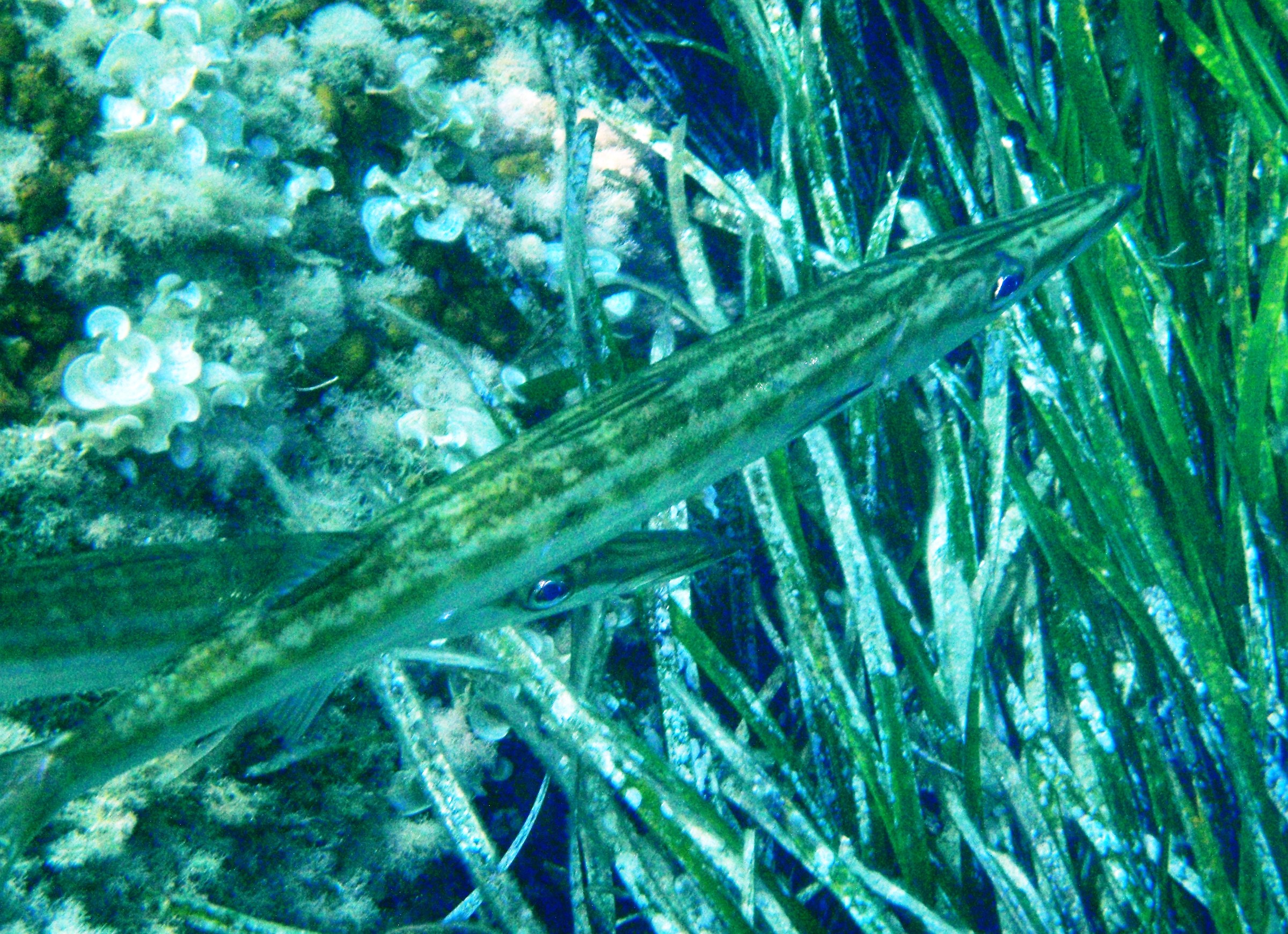 Barracuda orientale (Sphyraena chrysotaenia) Sanremo 17