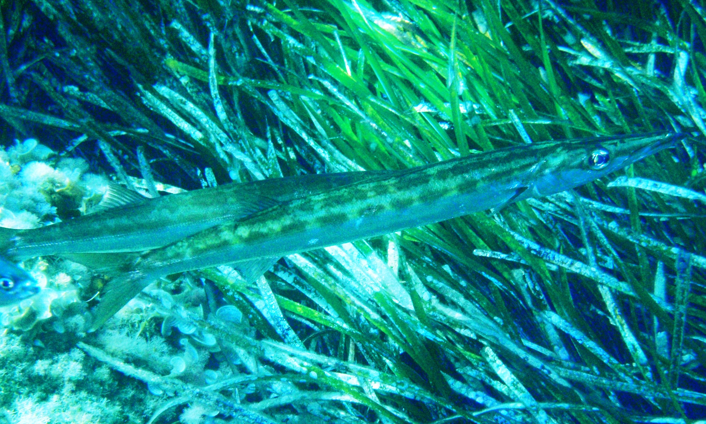 Barracuda orientale (Sphyraena chrysotaenia) Sanremo 17