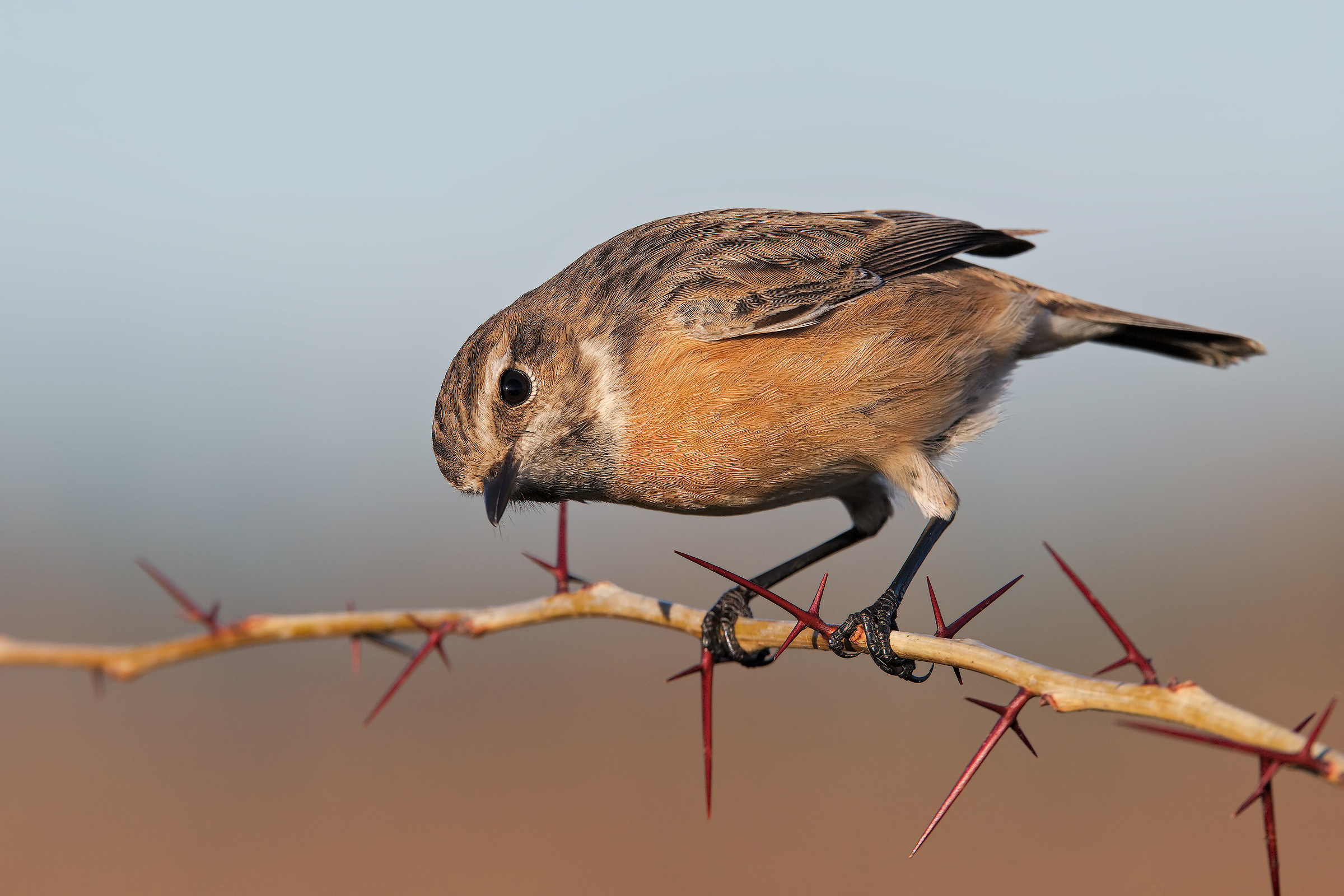 I hear a noise under them ...