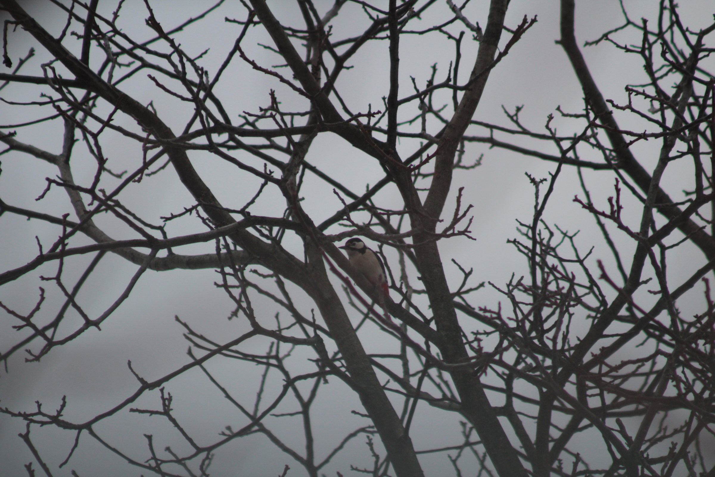 Picchio rosso maggiore