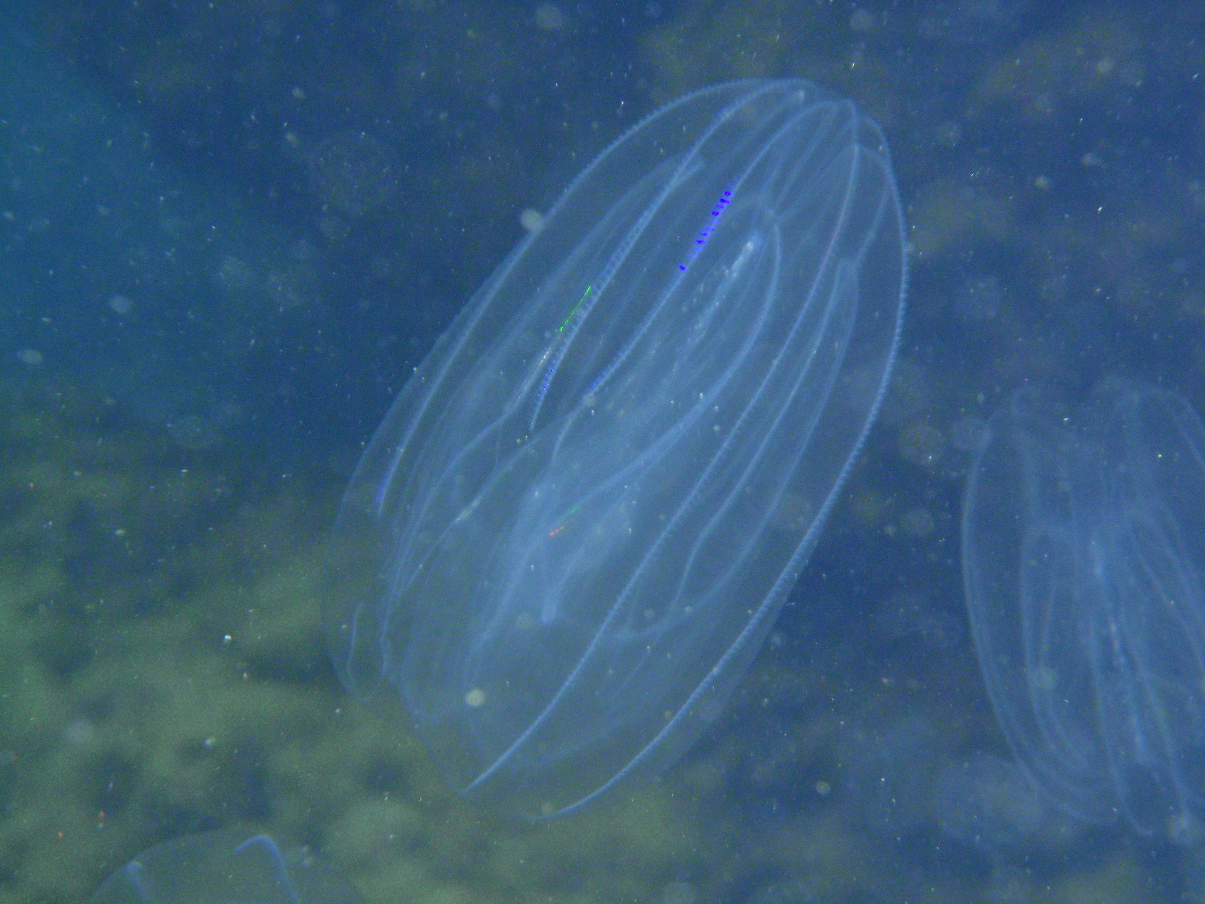 Ctenofori: Beroe ovata – Tellaro agosto 2014