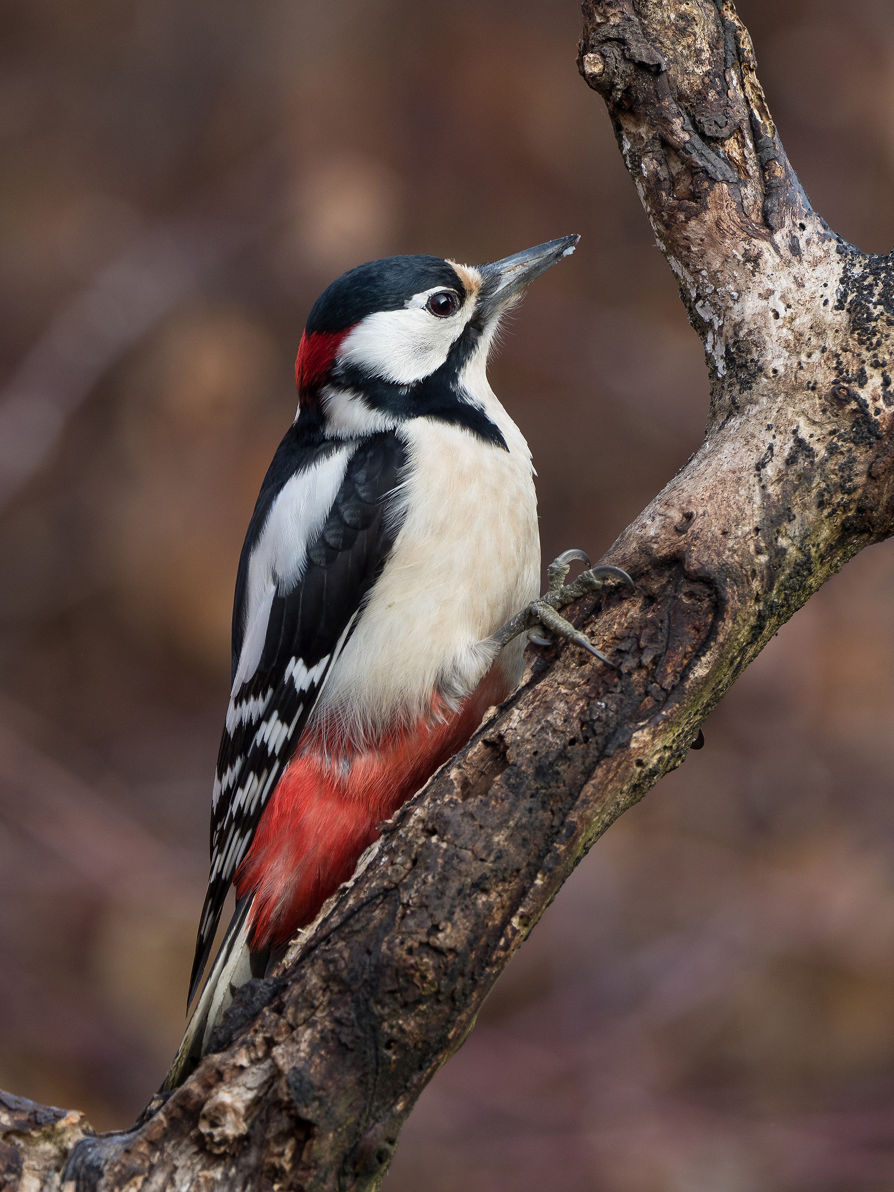 Picchio Rosso Maggiore (maschio)