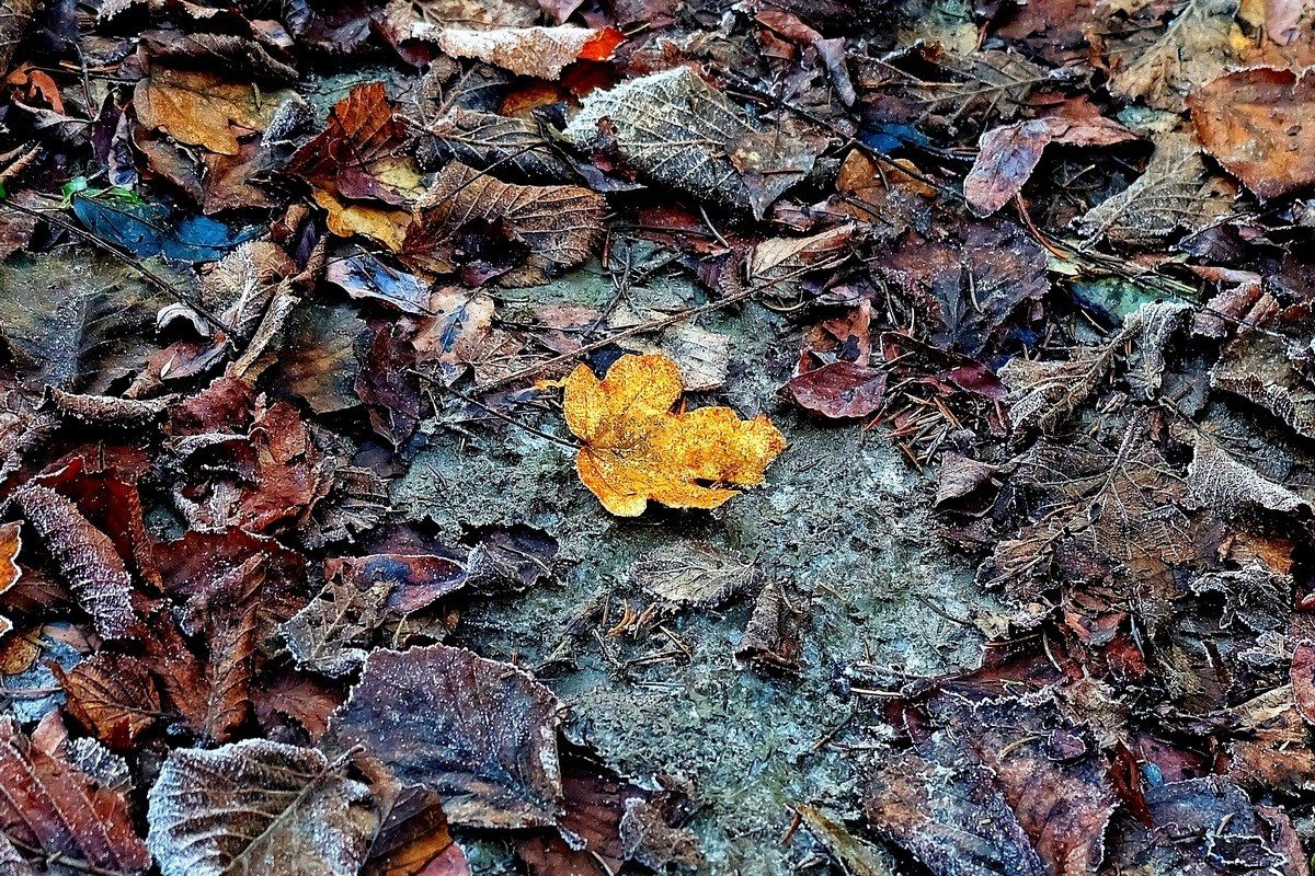 In winter, a golden leaf ...