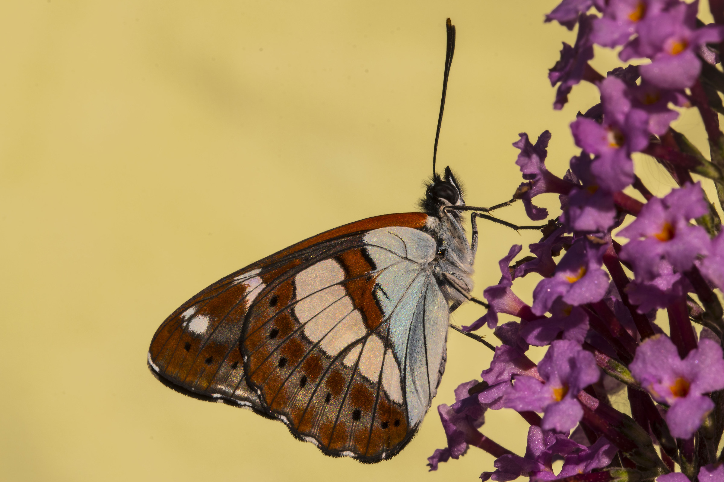 Limenitis Reducta