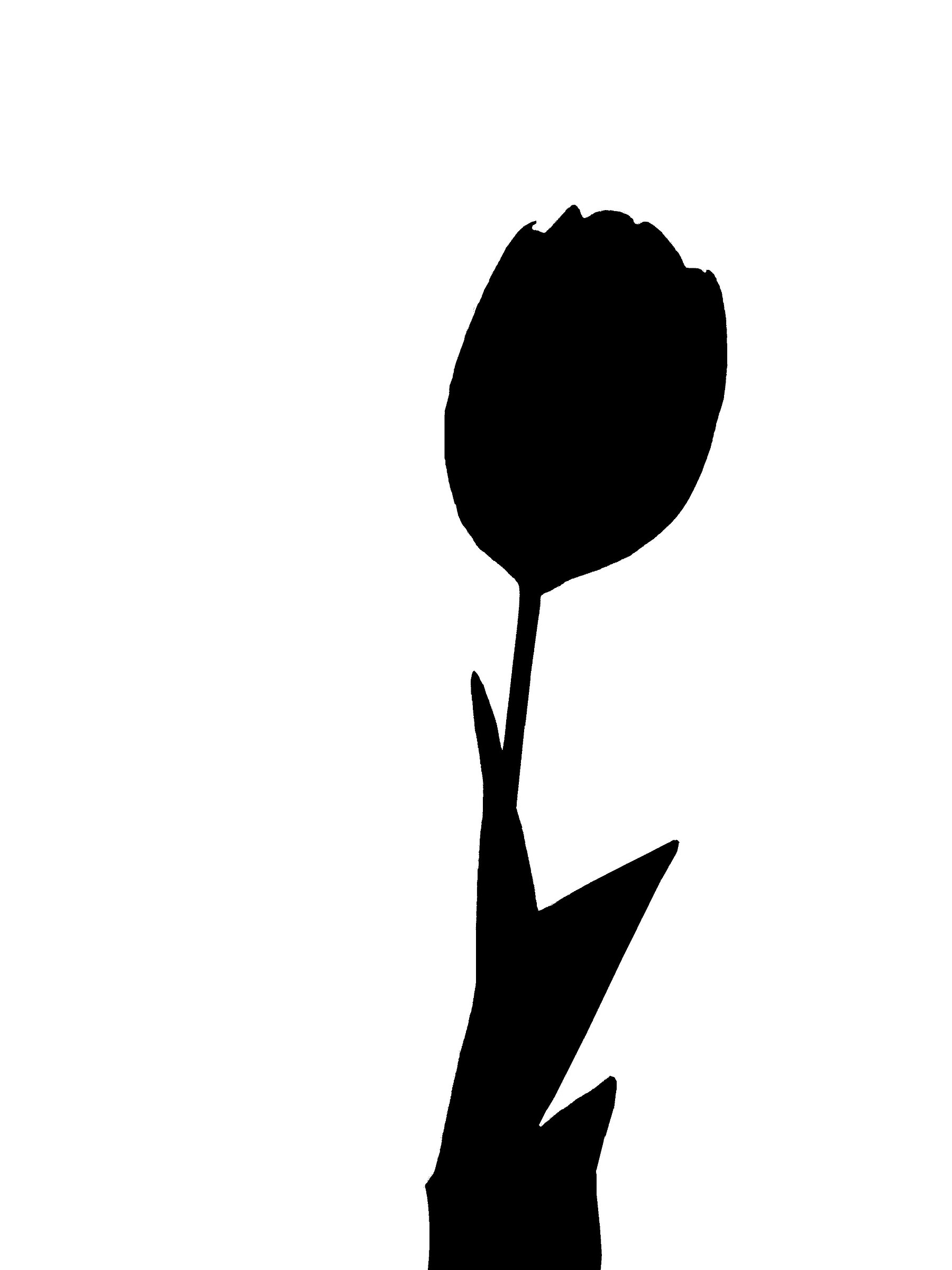 Tulipa