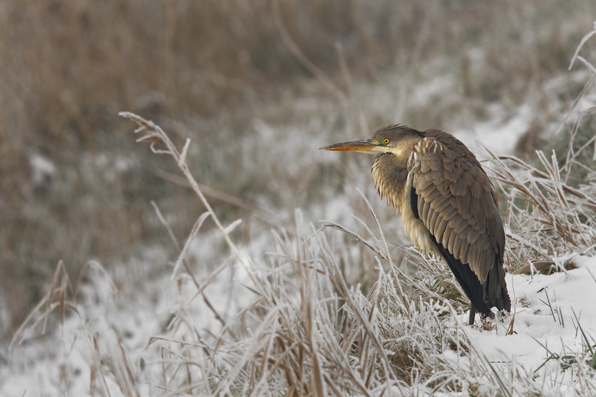 Prima che il sole riscaldi