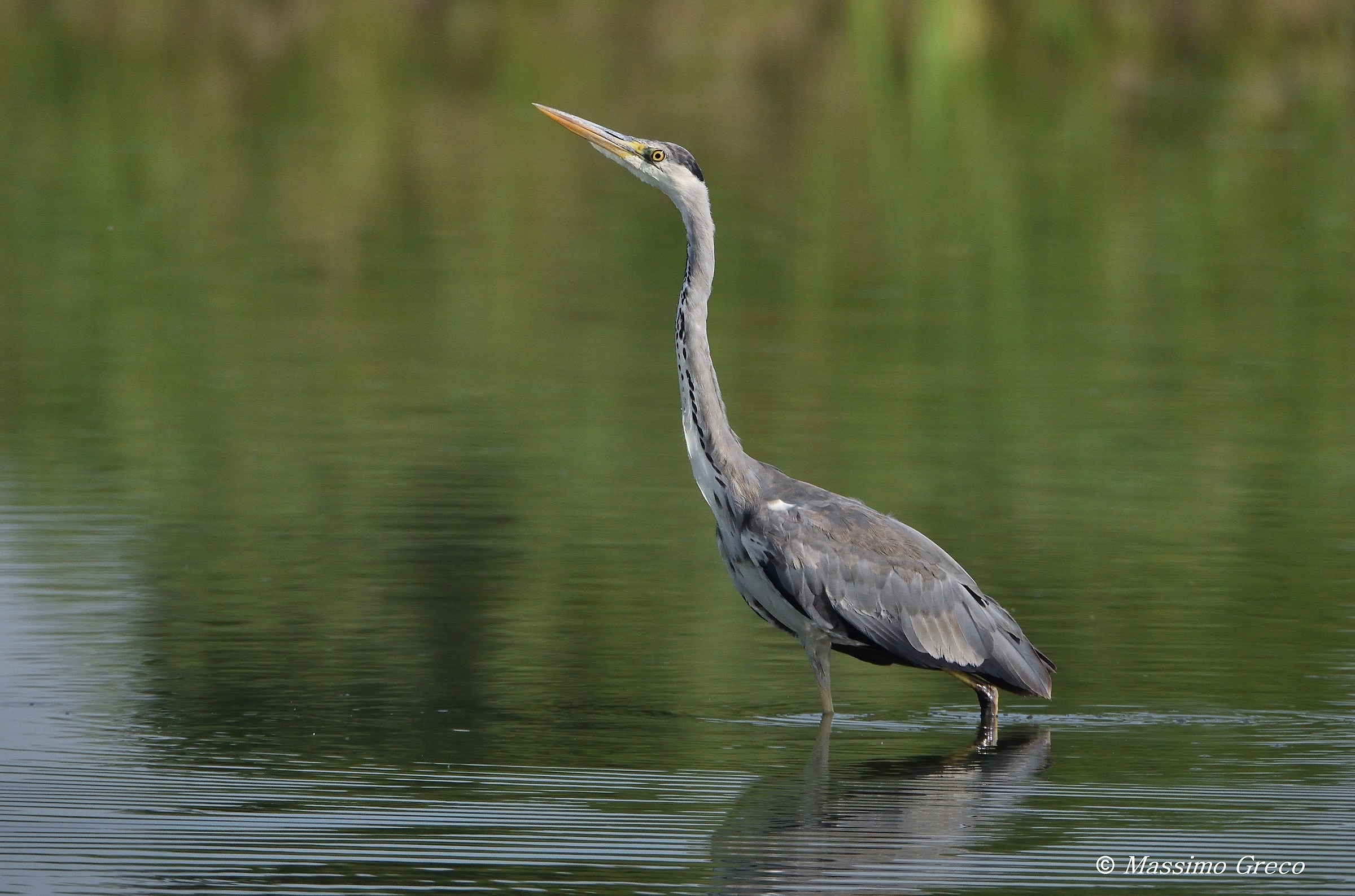 Airone cenerino (Ardea cinerea)