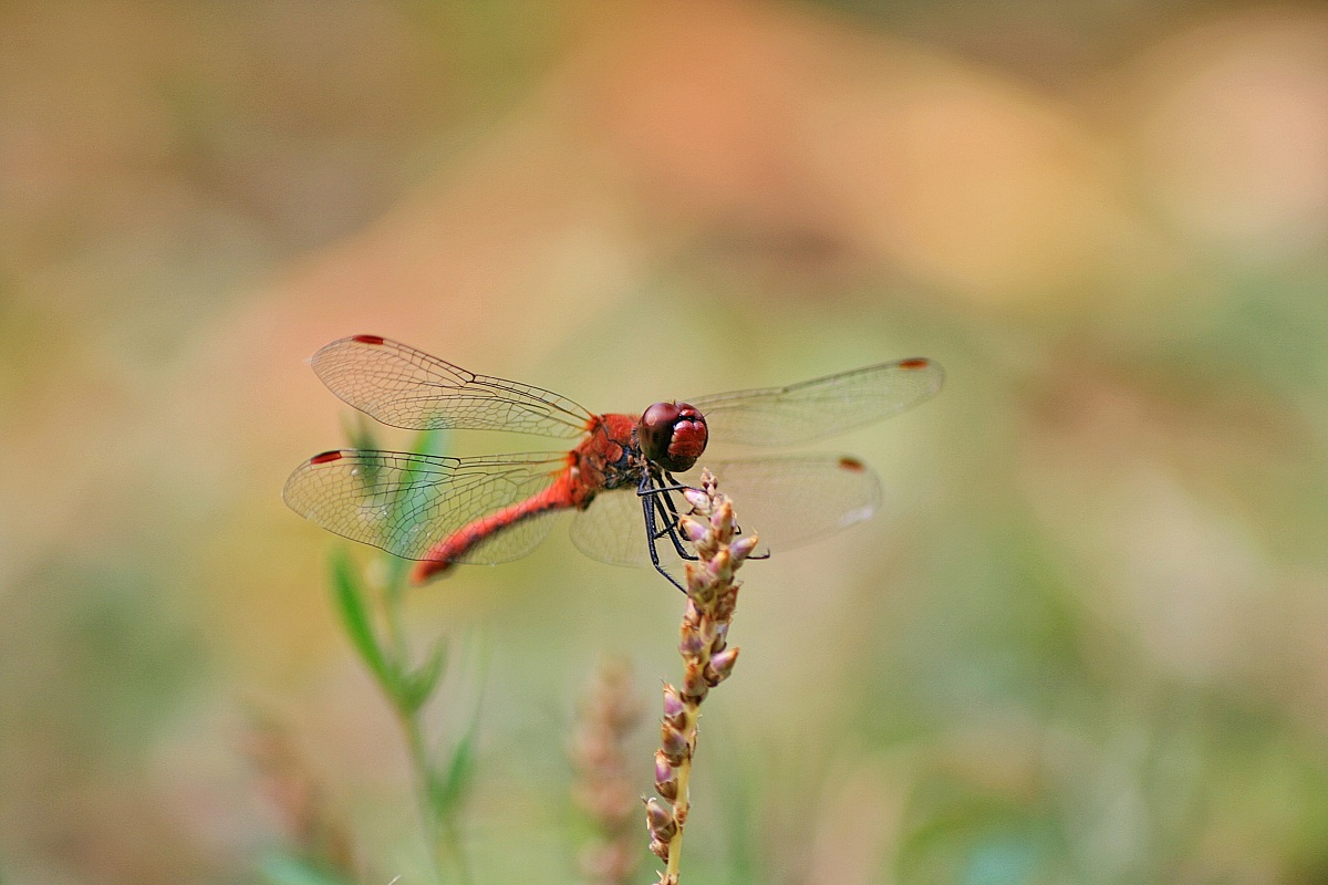 Red dragonfly