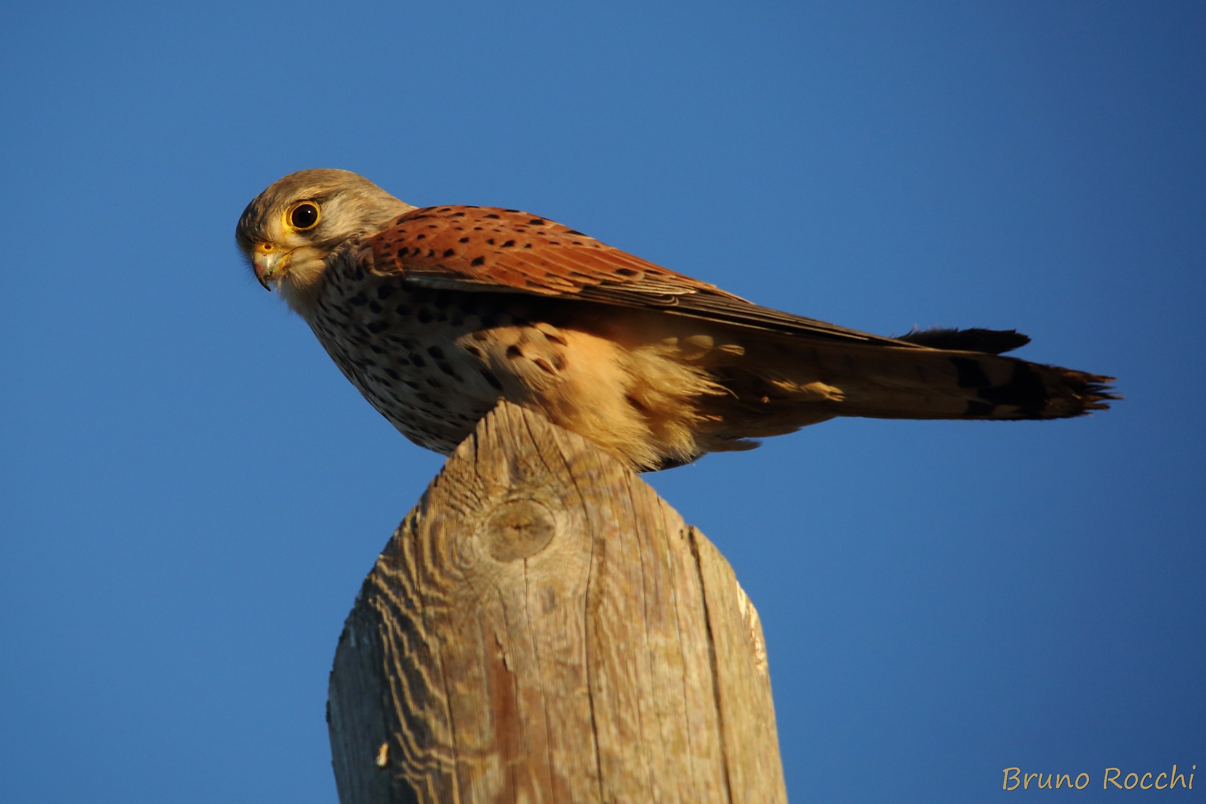 Kestrel male still numb