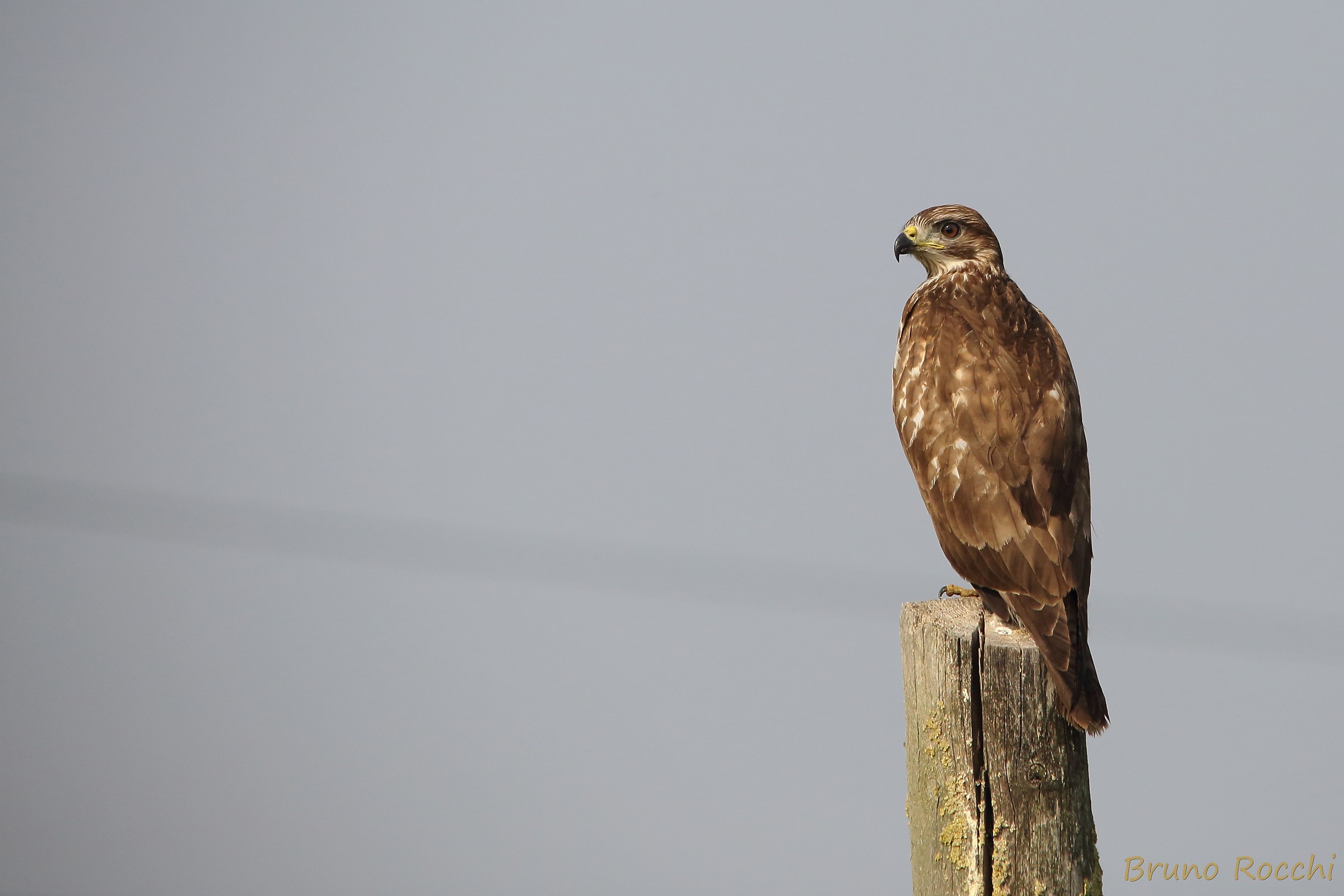 Young shy little buzzard