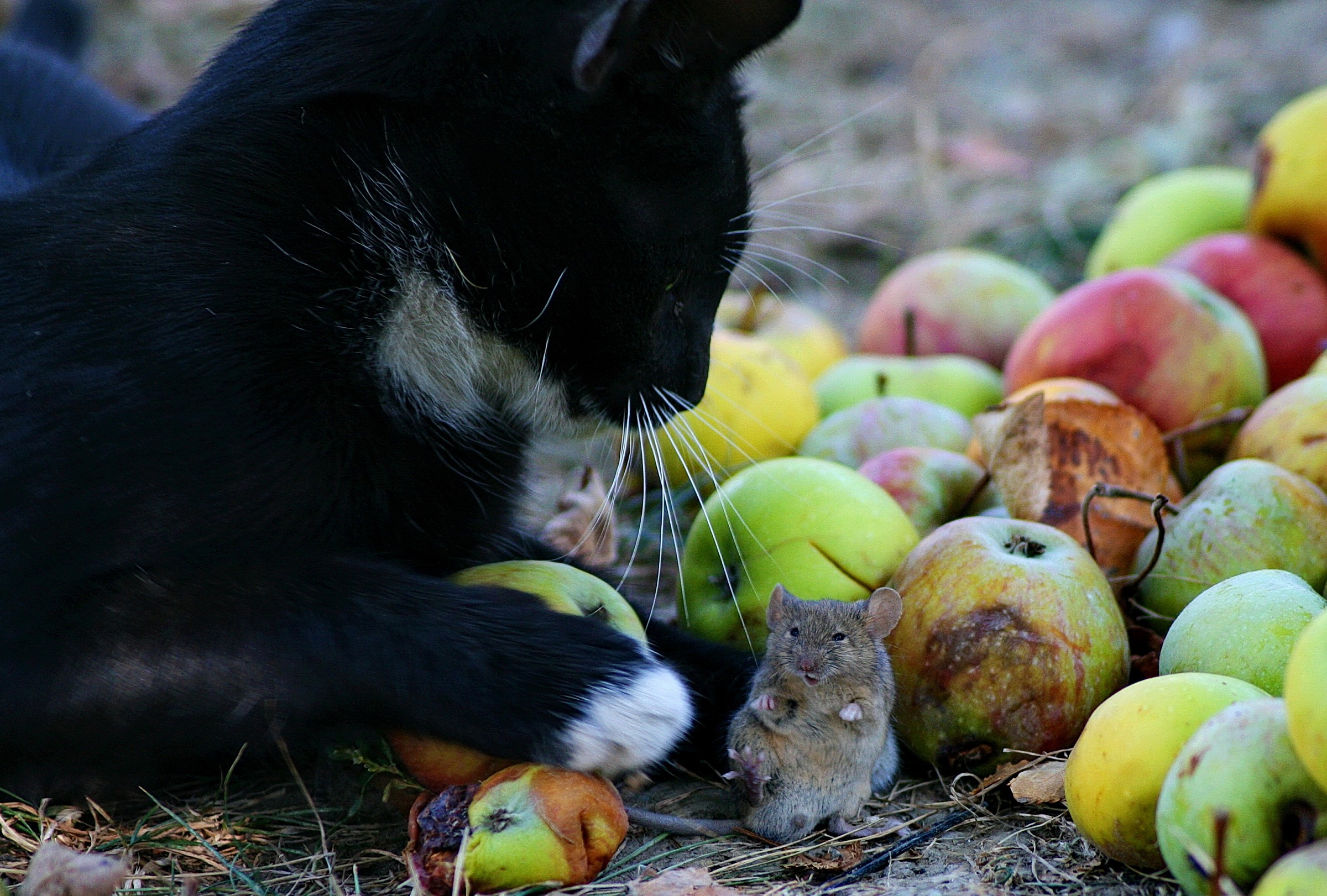 Cat playing with a mouse