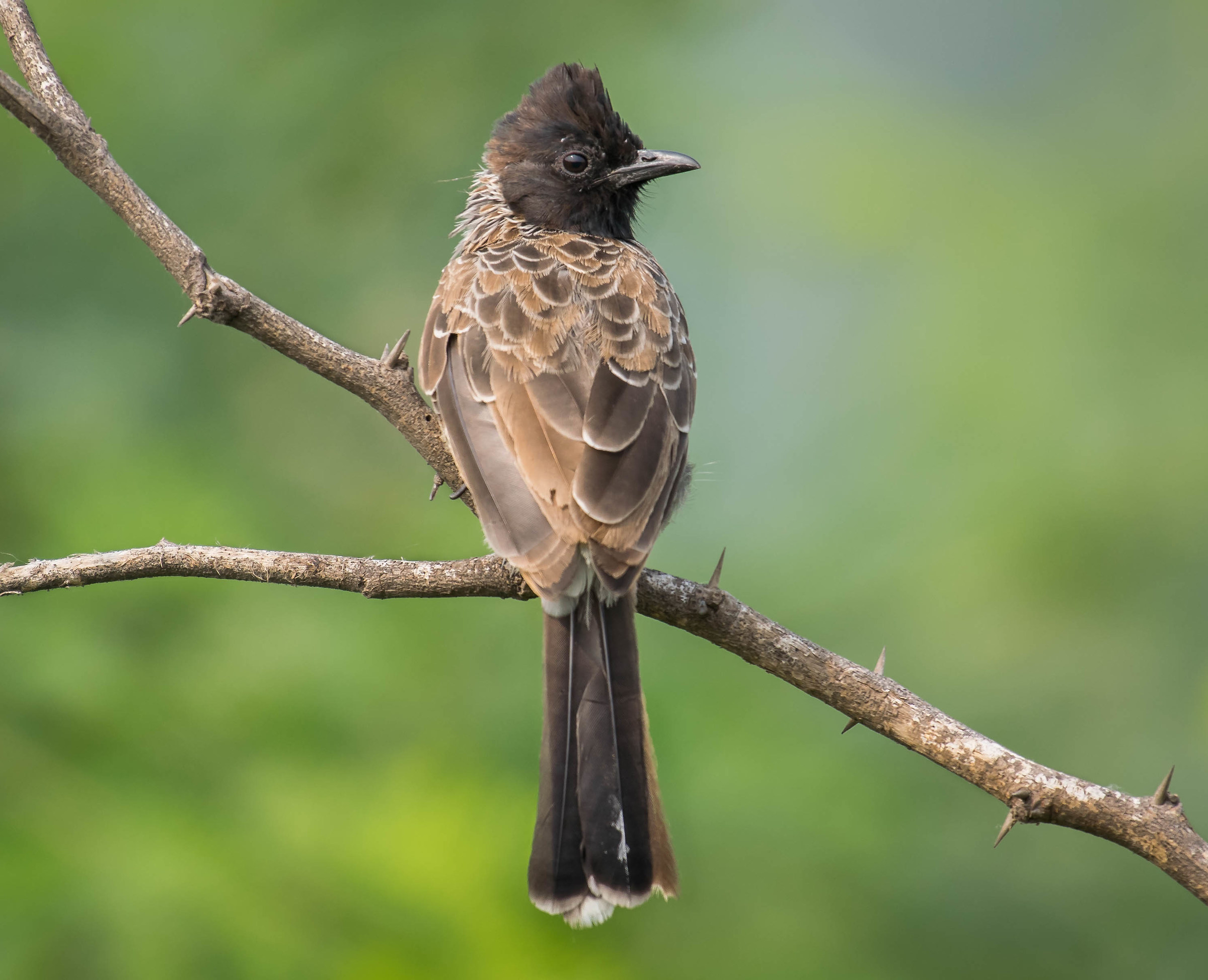 Red vented bulbul