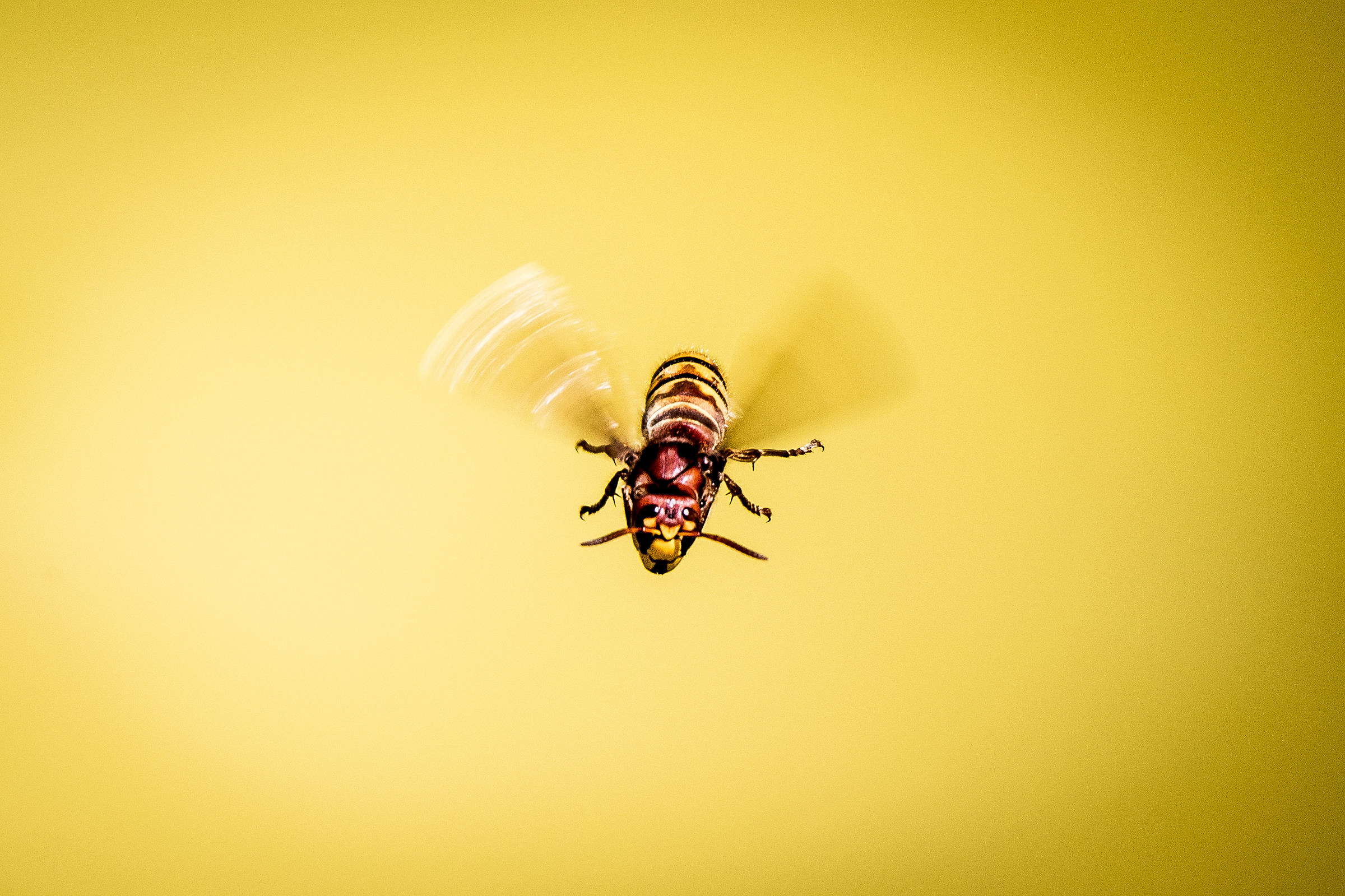 Ape Killer in flight