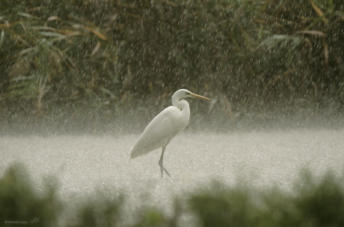 White Heron in the Rain