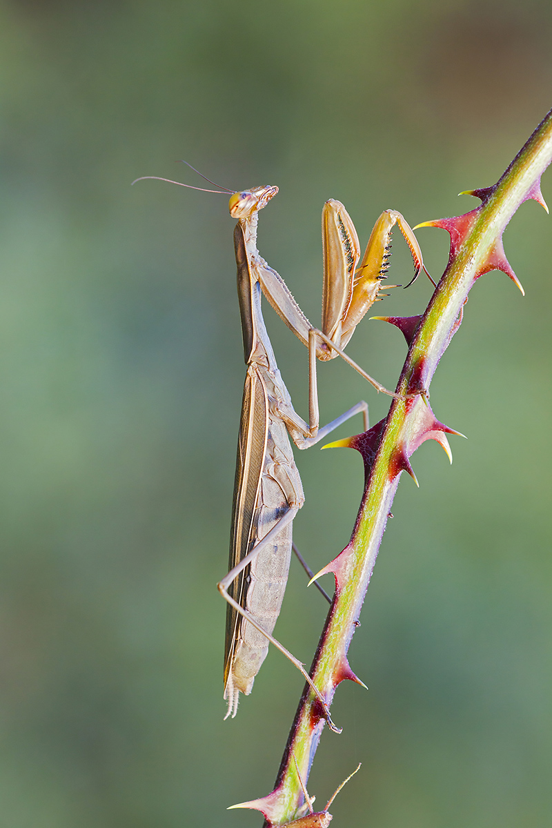 Praying Mantis