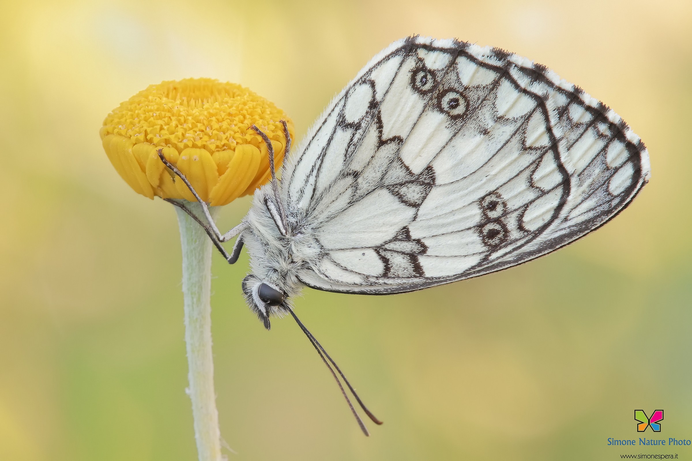 Melanargia russiae