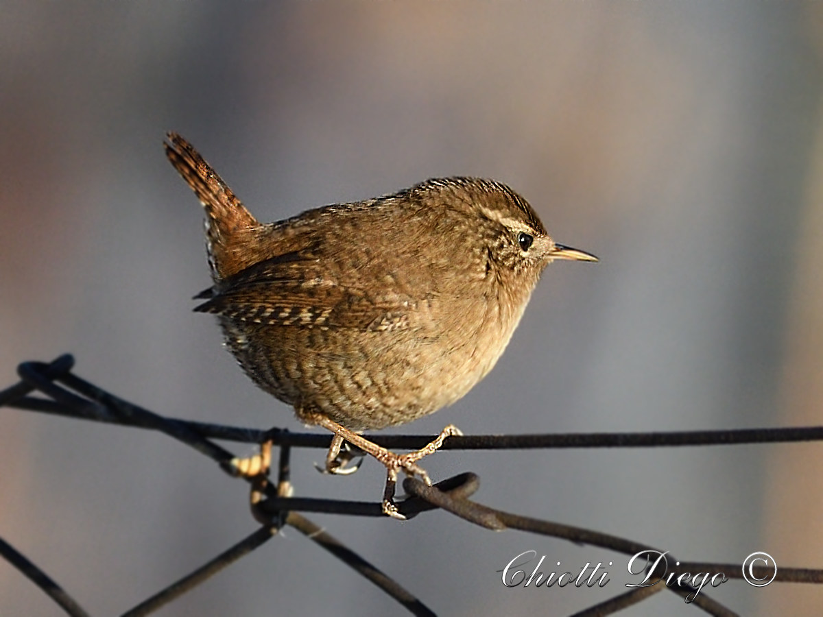 Wren