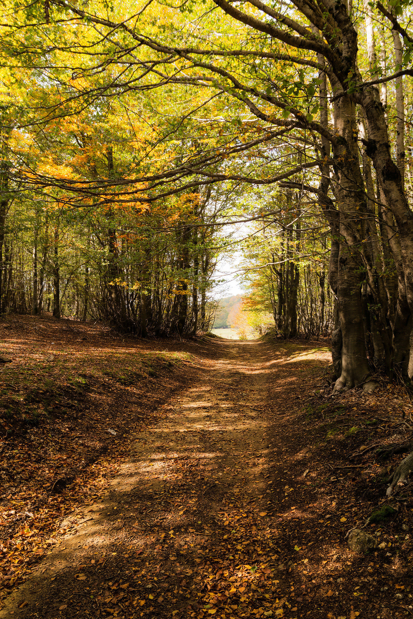 Sentiero tra le foglie morte