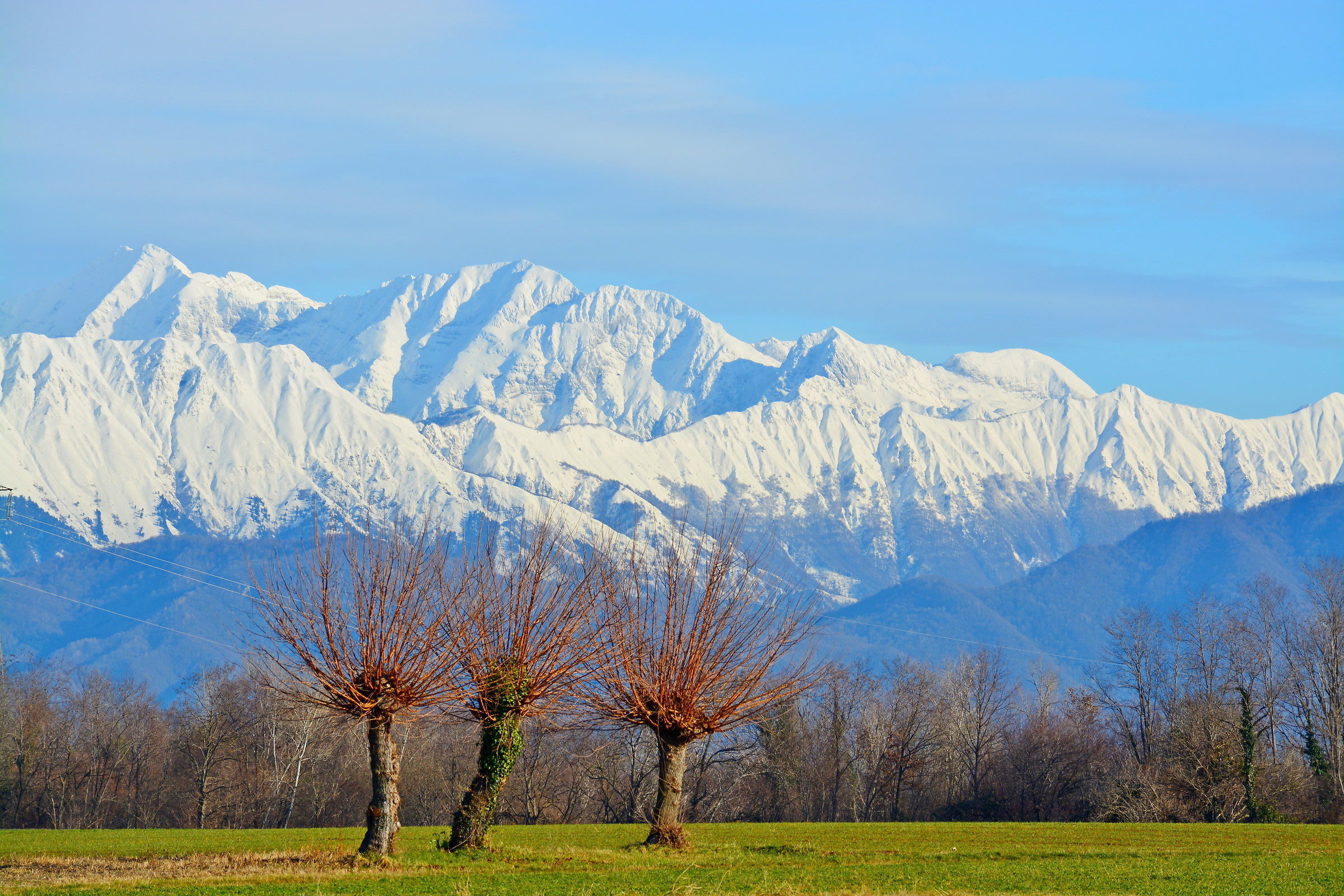 Gelsi e alpi Carniche