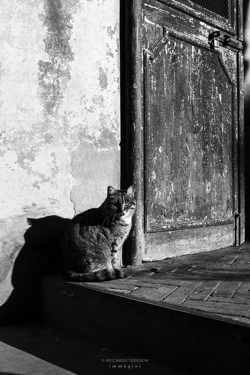 Un gatto alle Sette Chiese