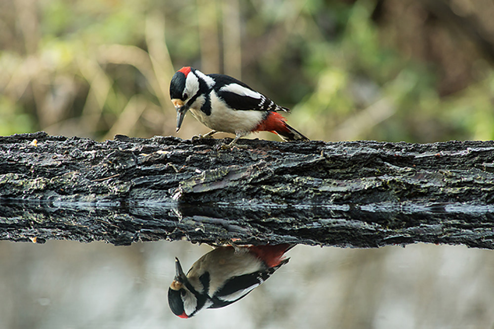 woodpecker vanitosoi