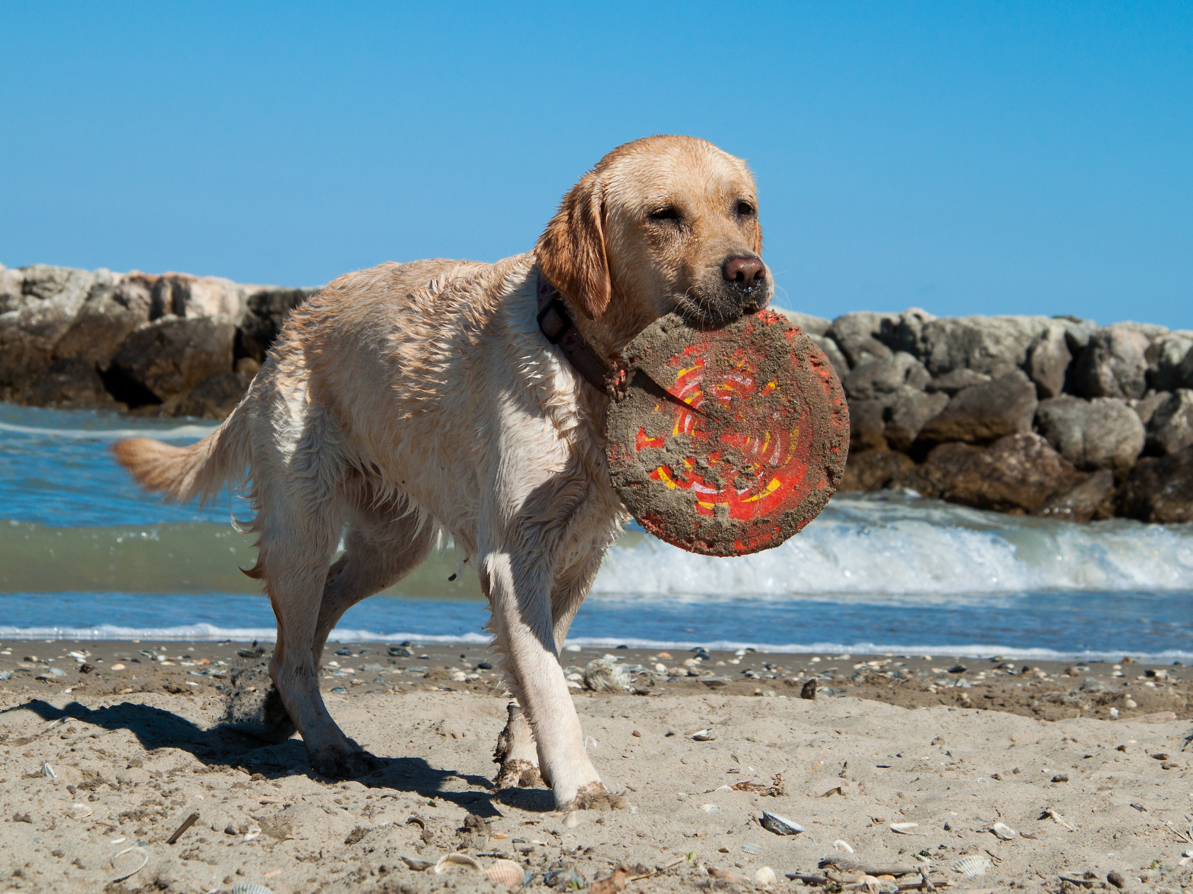Carry forward with Frisbee