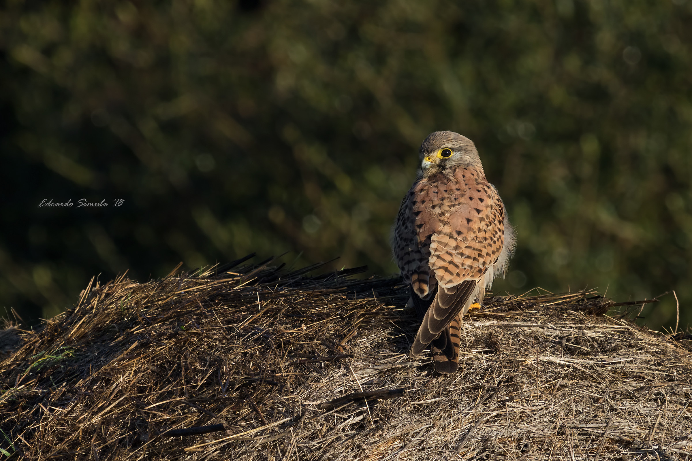 Kestrel on roto-dance